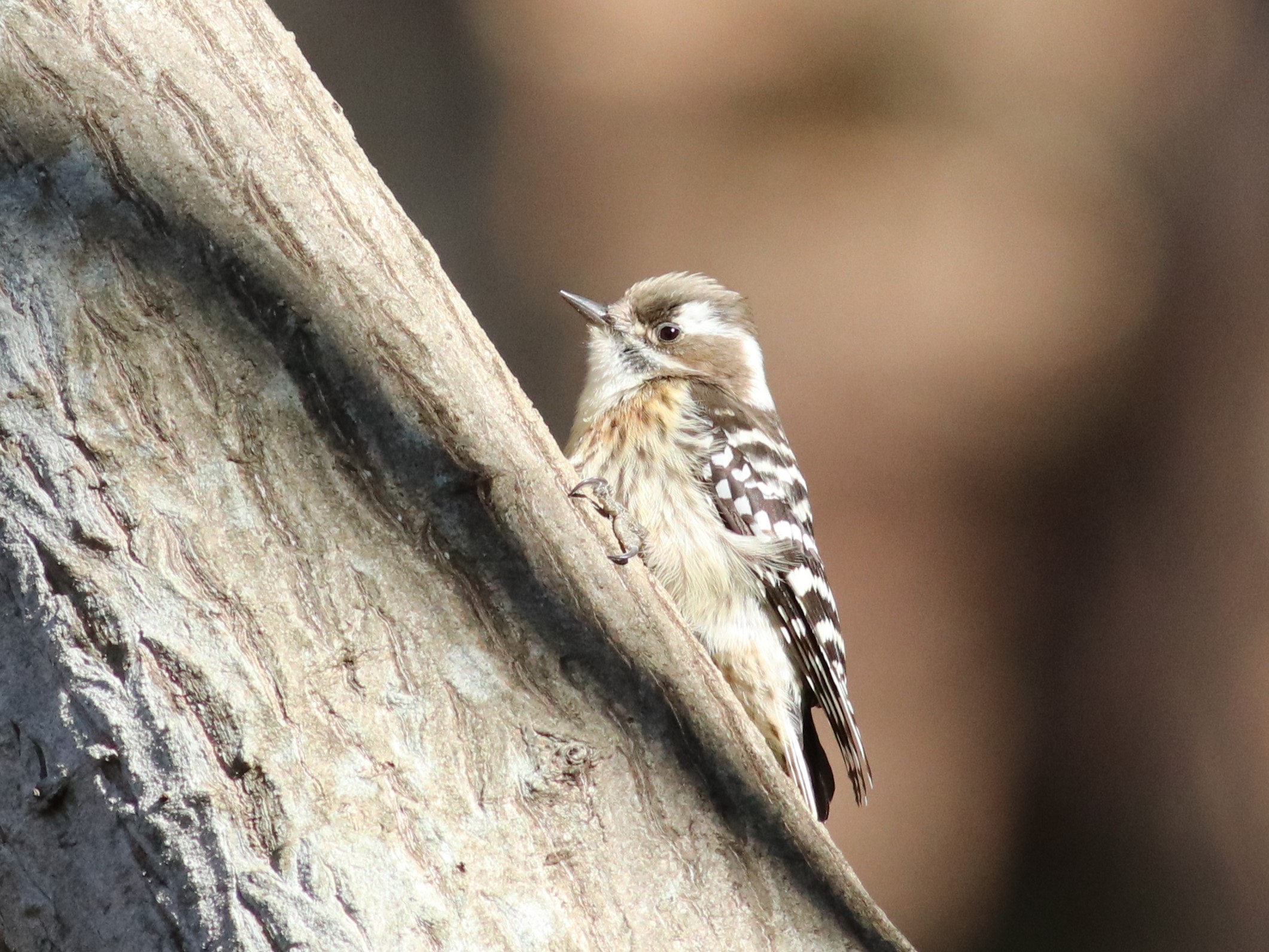 コトケラ Amazon | キタコ(KITACO) ケブラードライブベルト ディオ