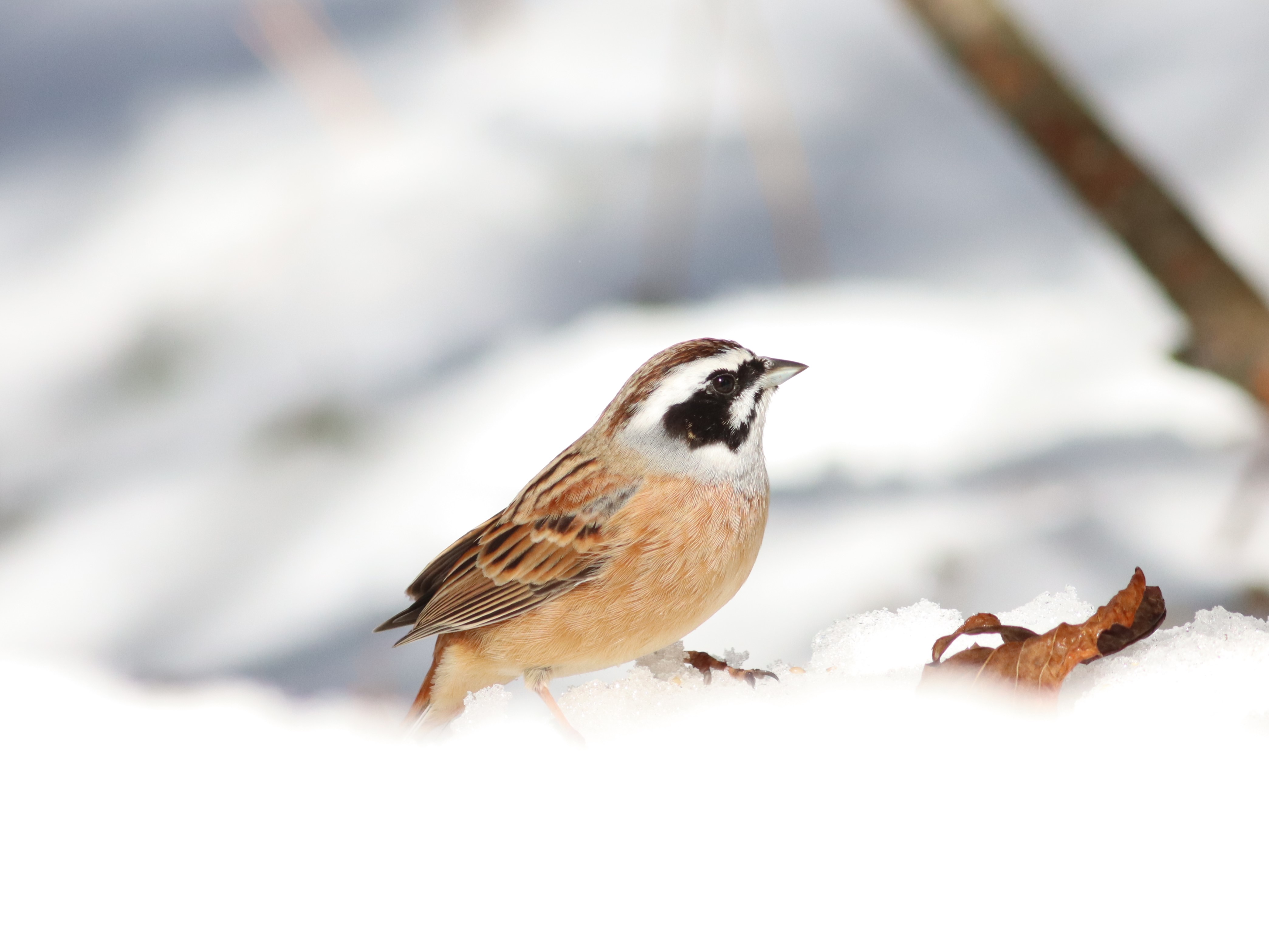 バードカービング　ホオジロ　オス ヒバリツメナガホオジロ - eBird