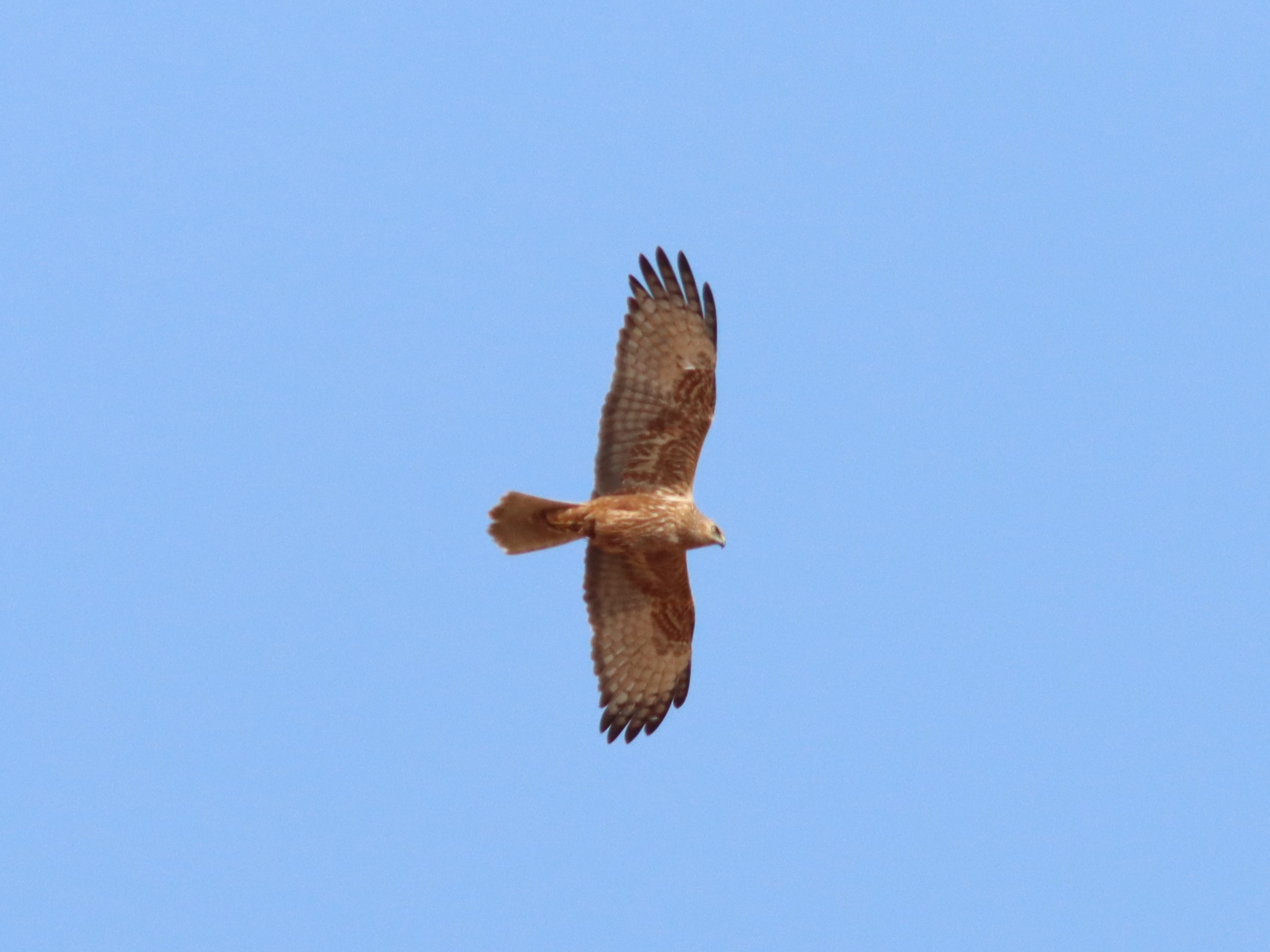 ※ジャンク品　ヨーロッパチュウヒの雄成鳥の剥製 Vol.22 ヨーロッパハチクマ European Honey Buzzard（Pernis