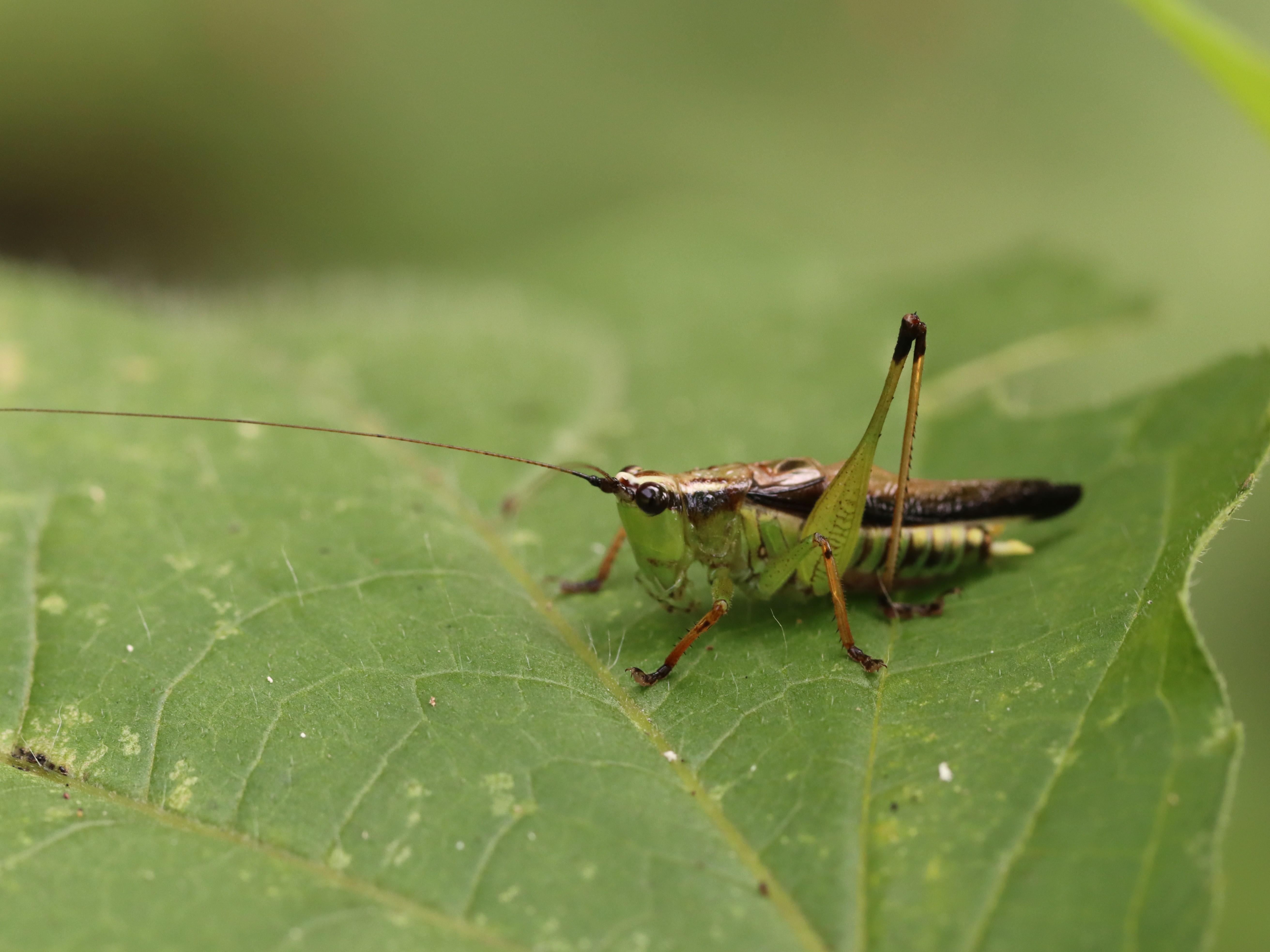 明末清初 昆虫文(キリギリス)青貝 螺鈿 香合