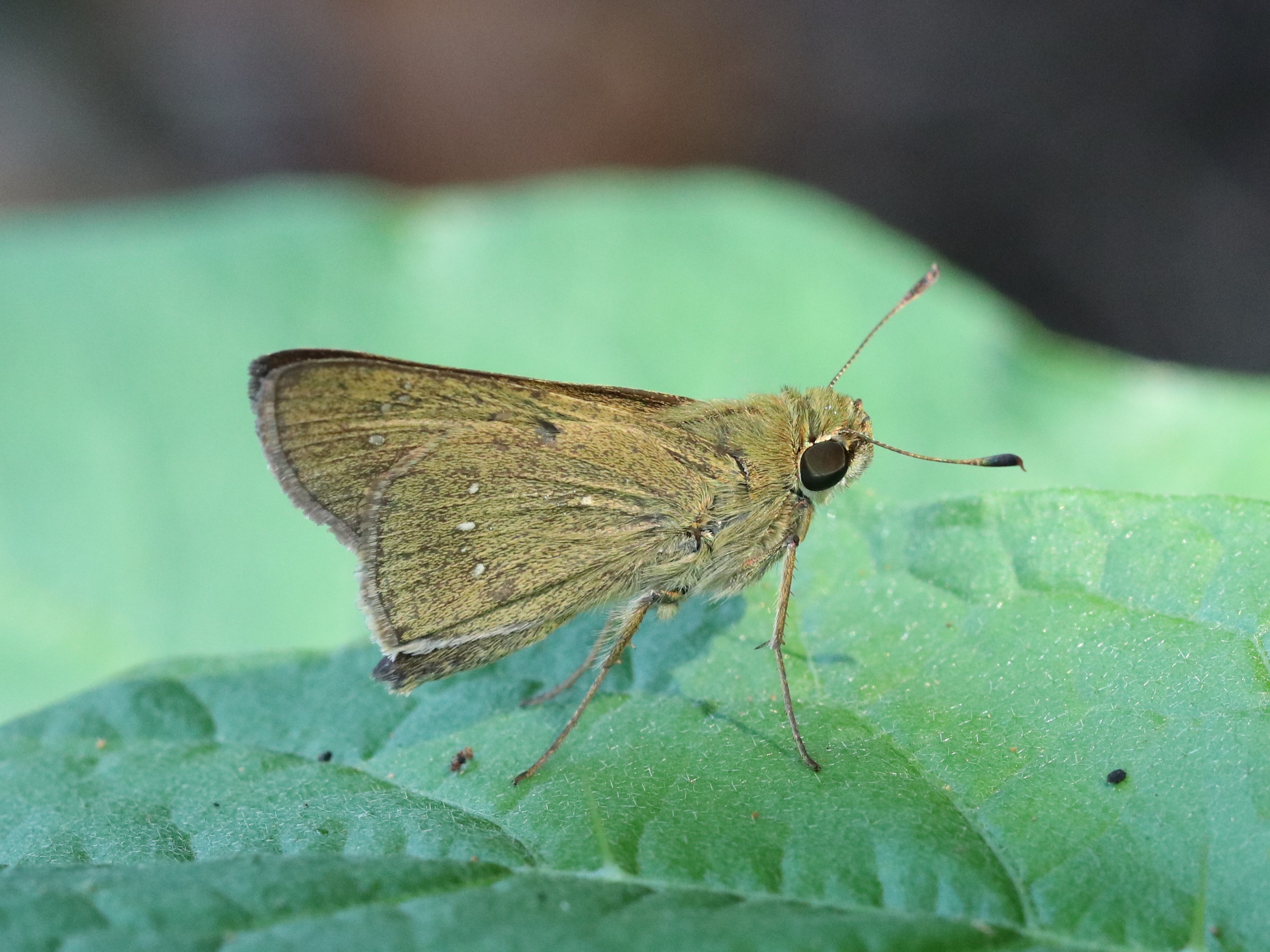 チャバネセセリ