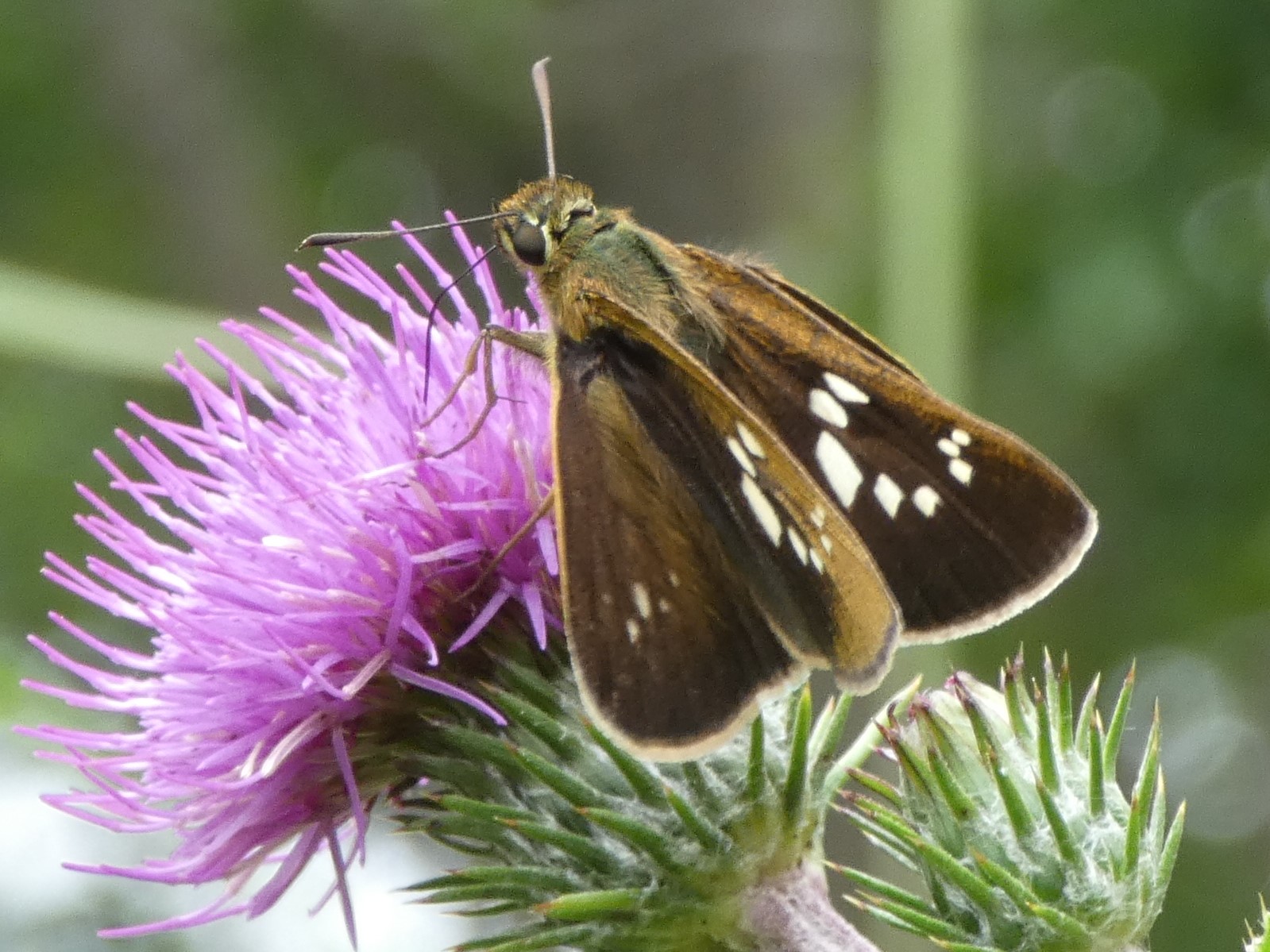 オオチャバネセセリ