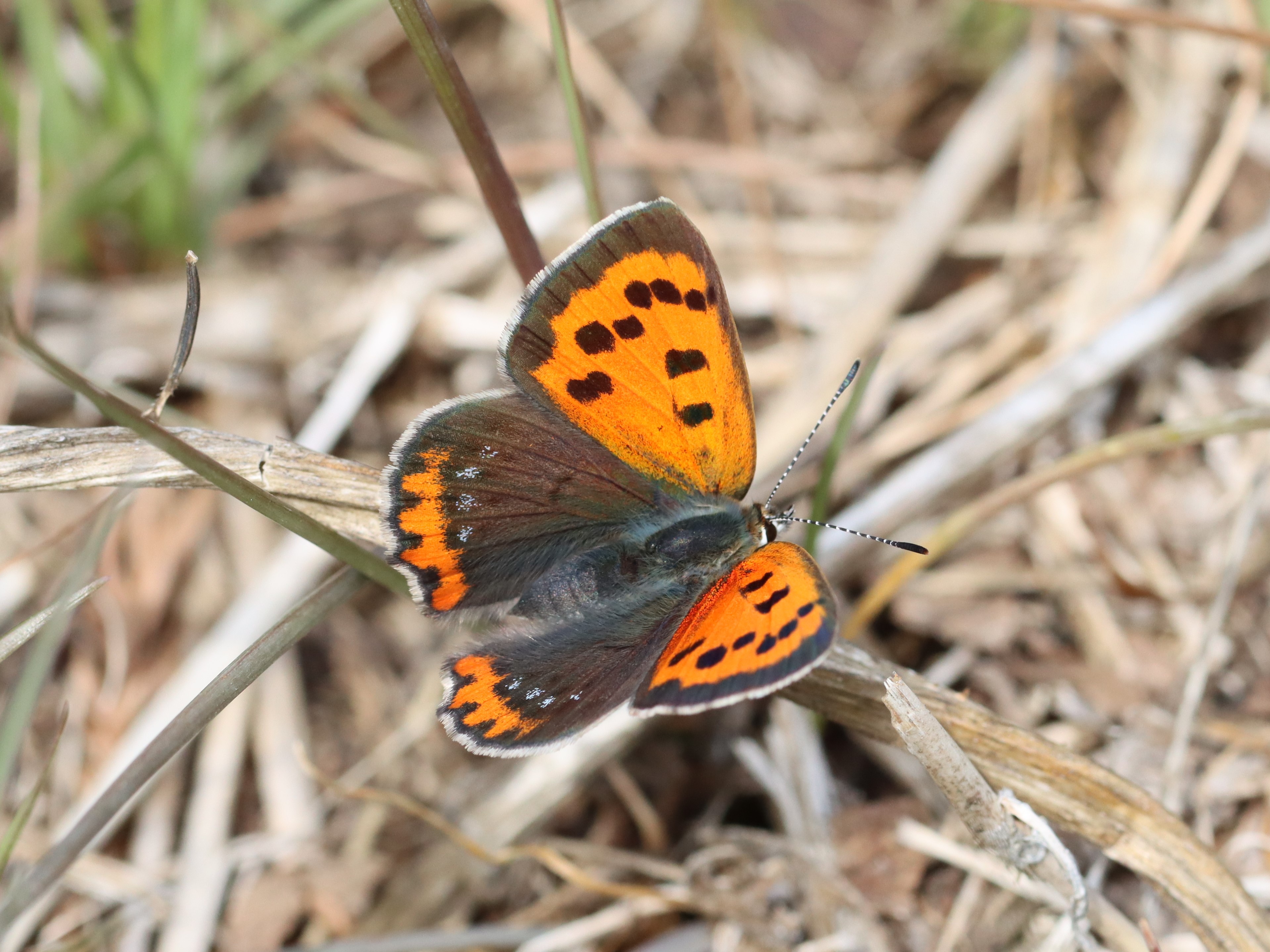 ベニシジミ（紅小灰蝶） (Lycaena phlaeas) - Picture Insect