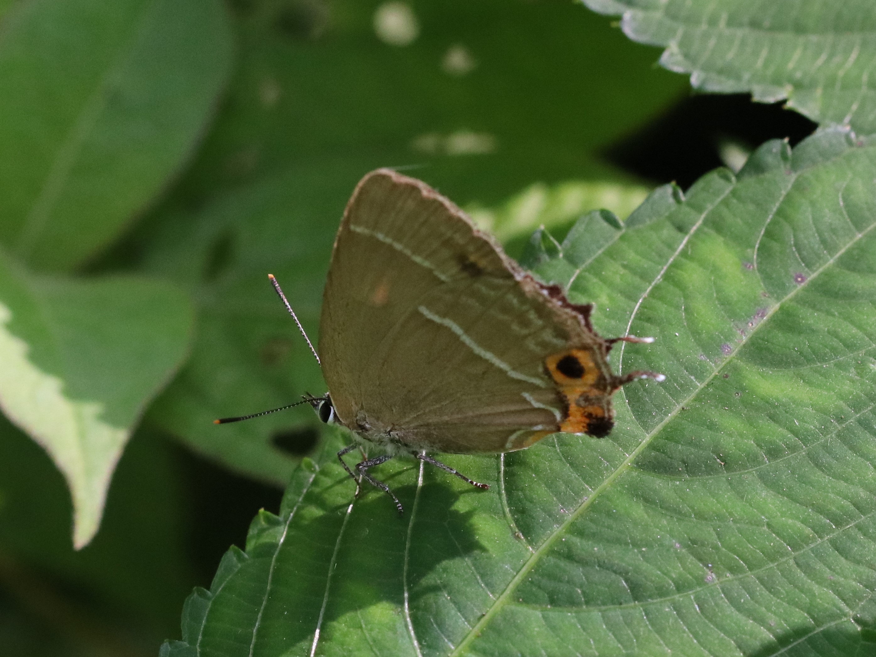 メスアカミドリシジミ