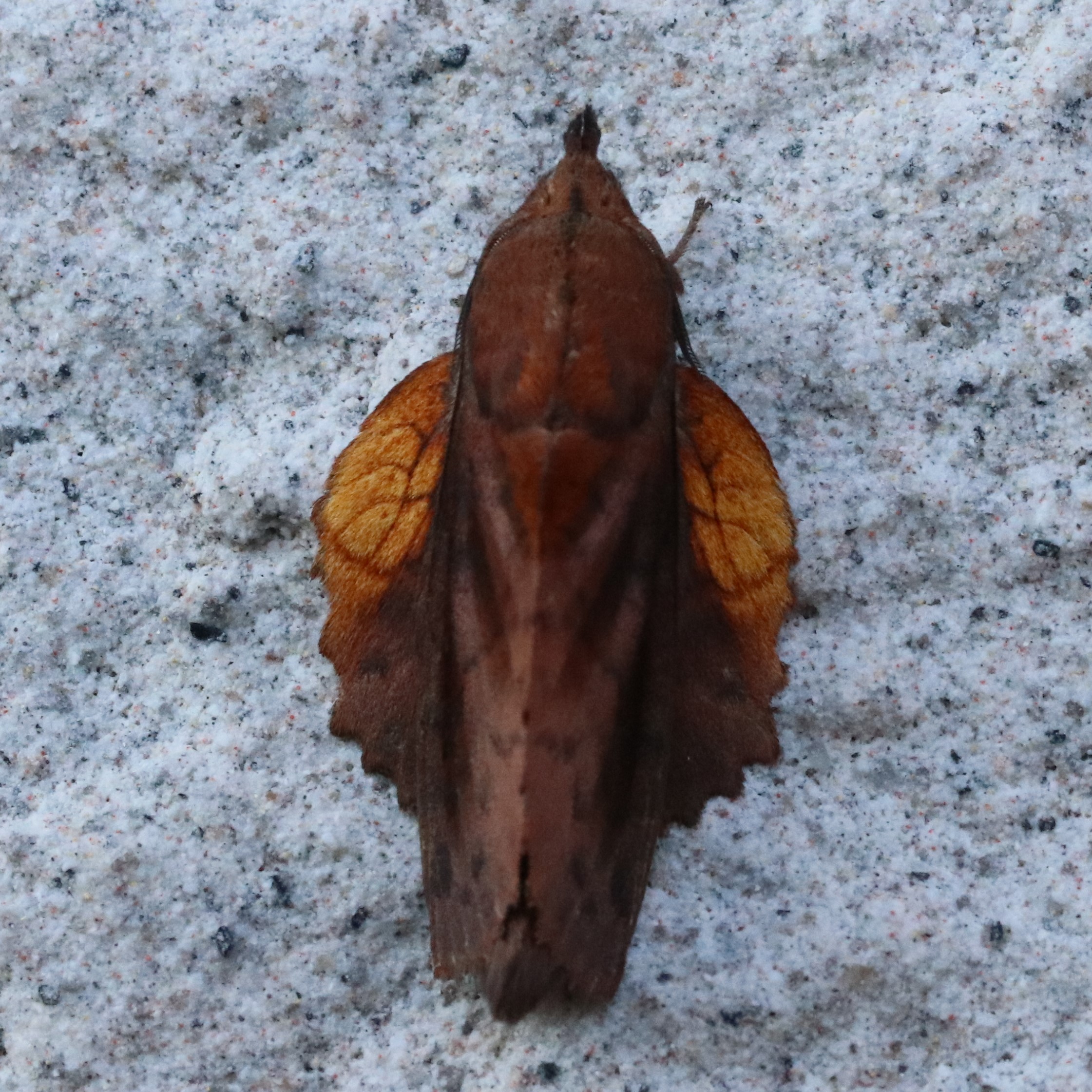 カレハガ科