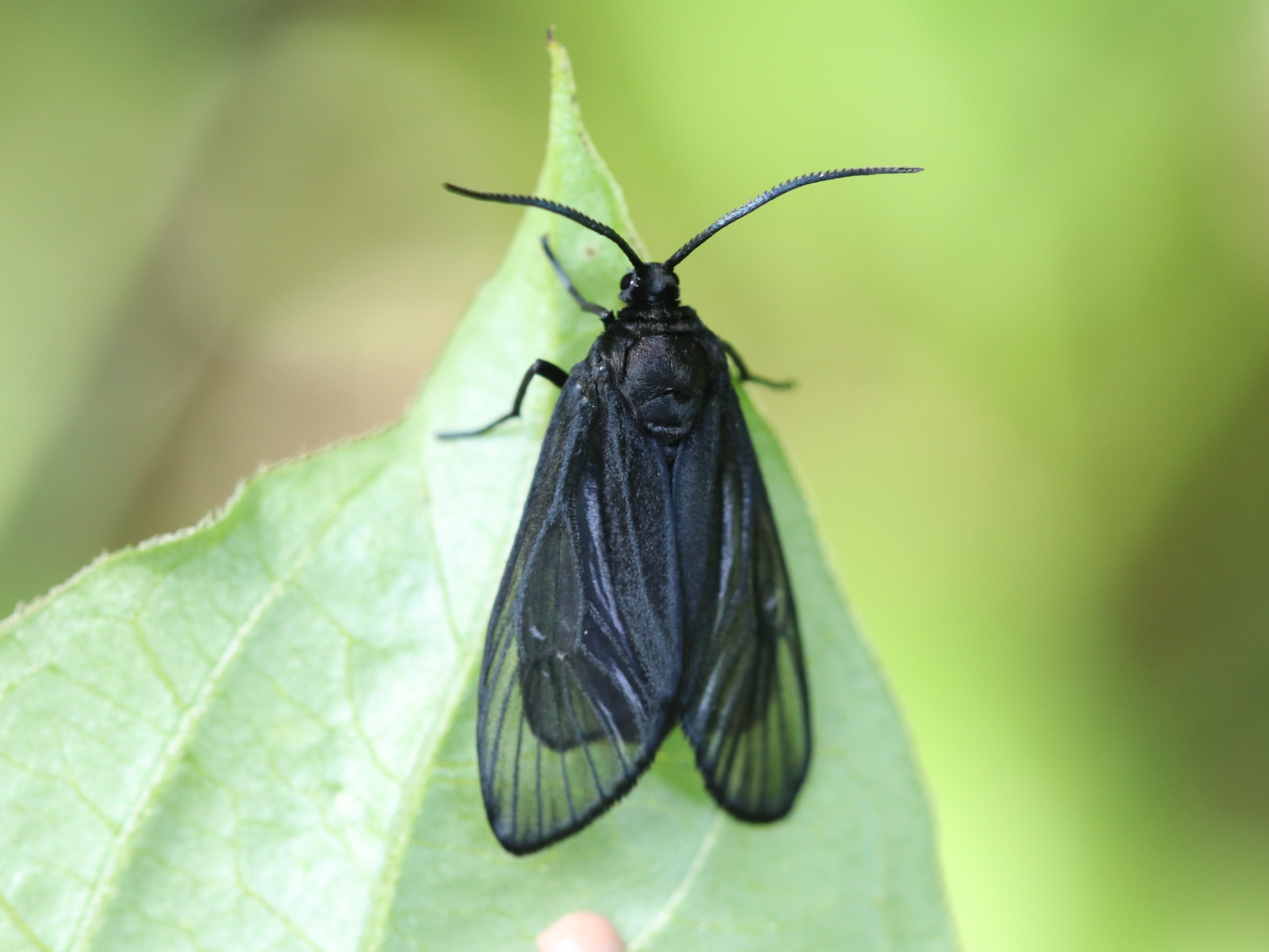 ウメスカシクロバ