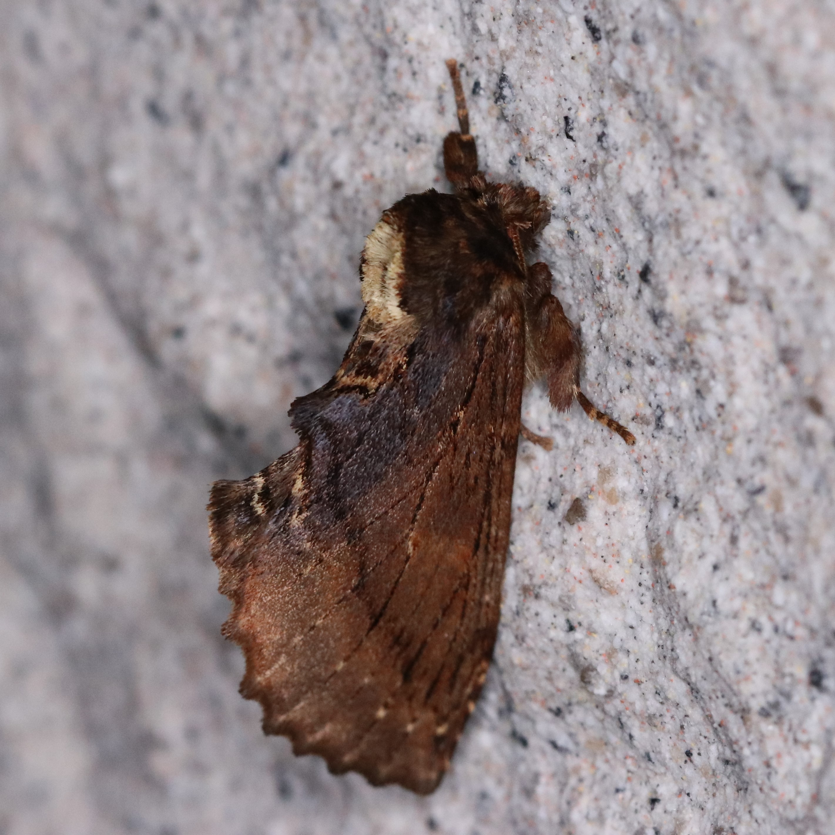 シャチホコガ科