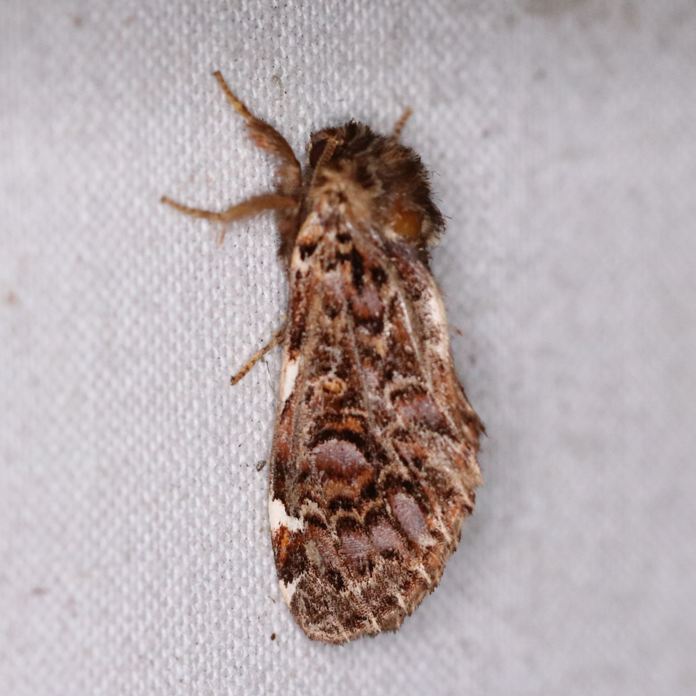 シャチホコガ科