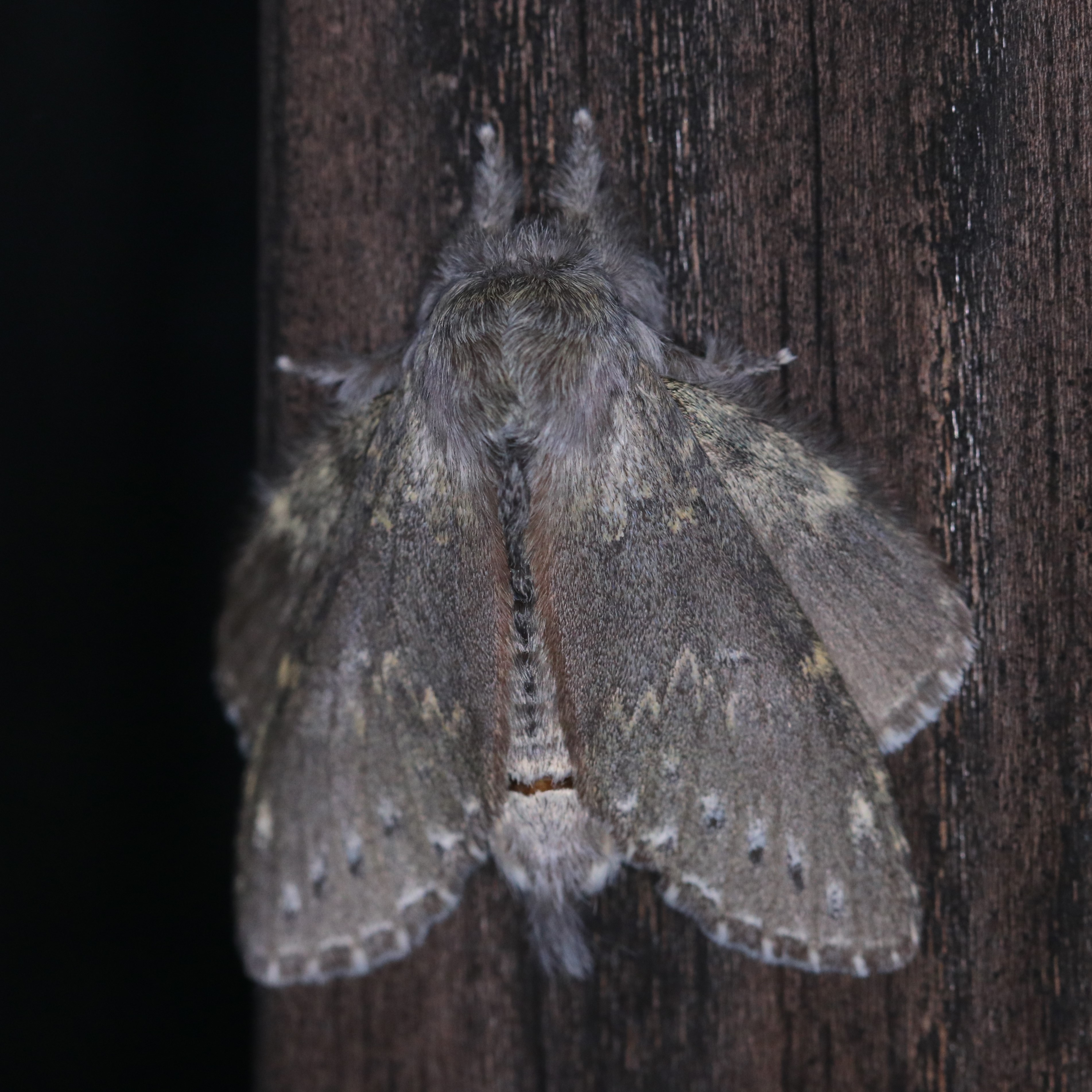 シャチホコガ科