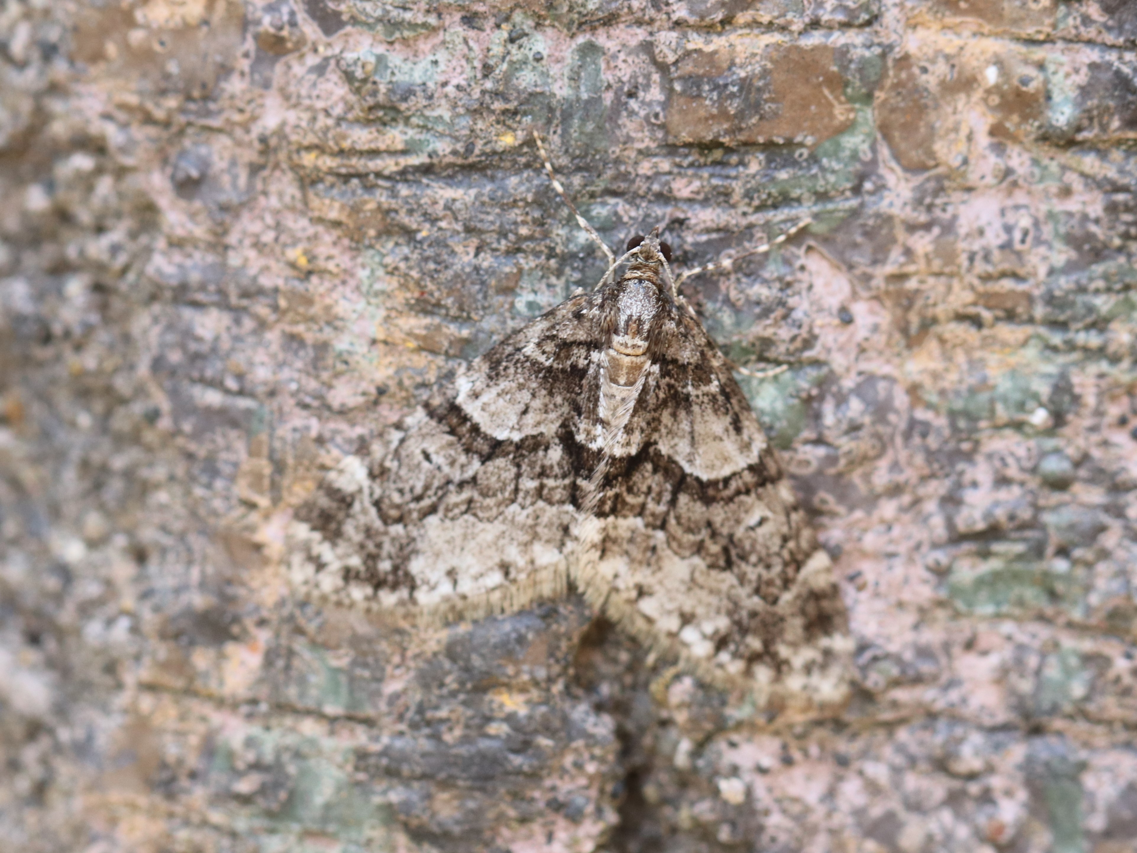 ウスベニスジナミシャク