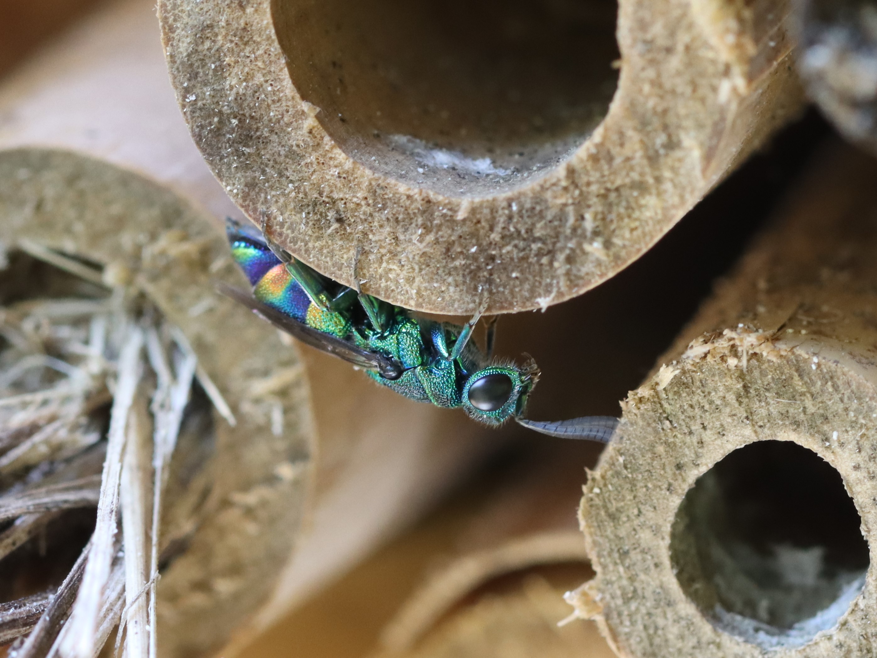 ムツバセイボウ