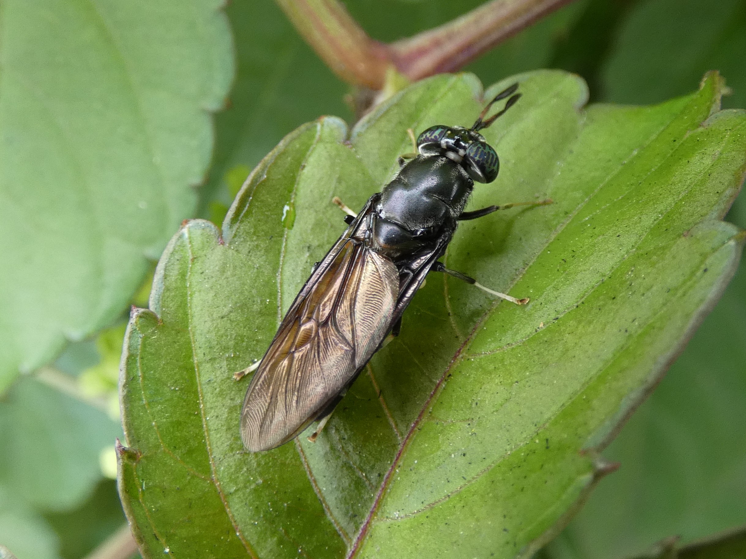 アメリカミズアブ