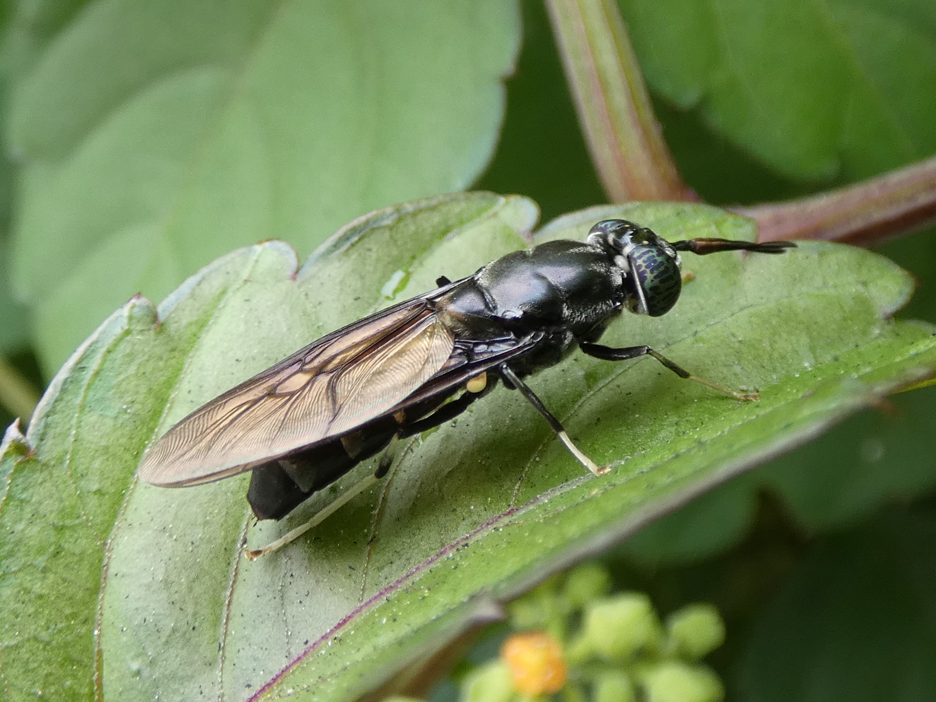 アメリカミズアブ