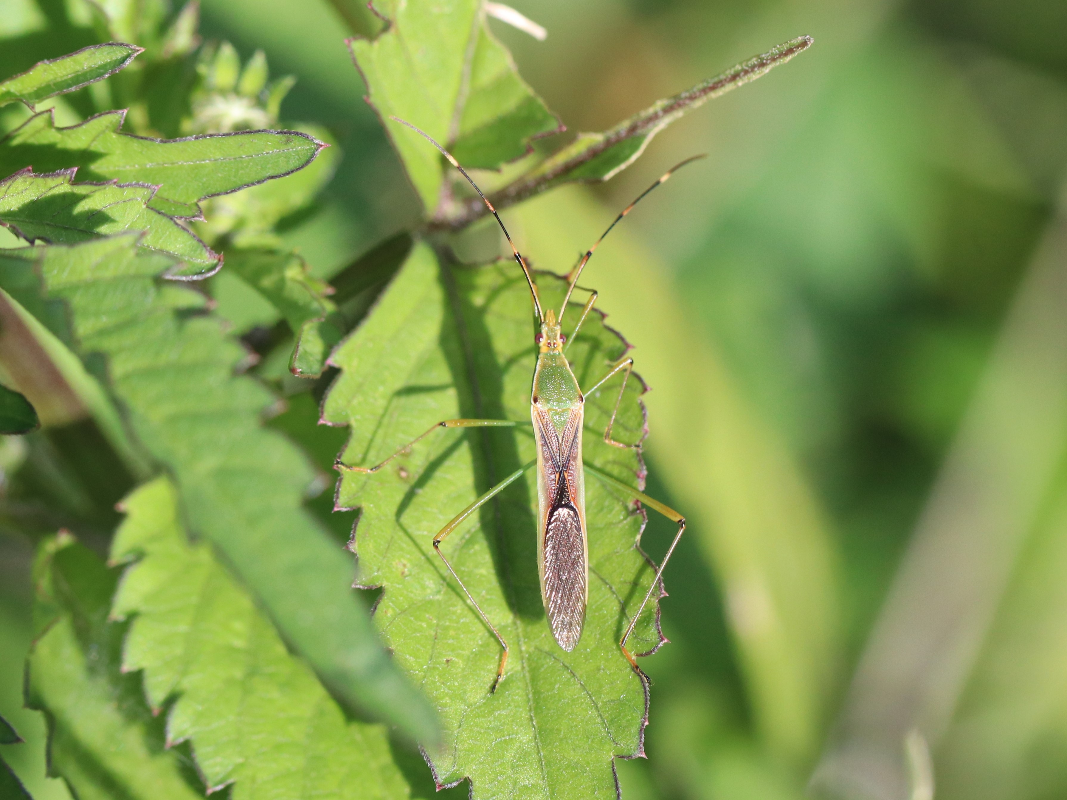 クモヘリカメムシ