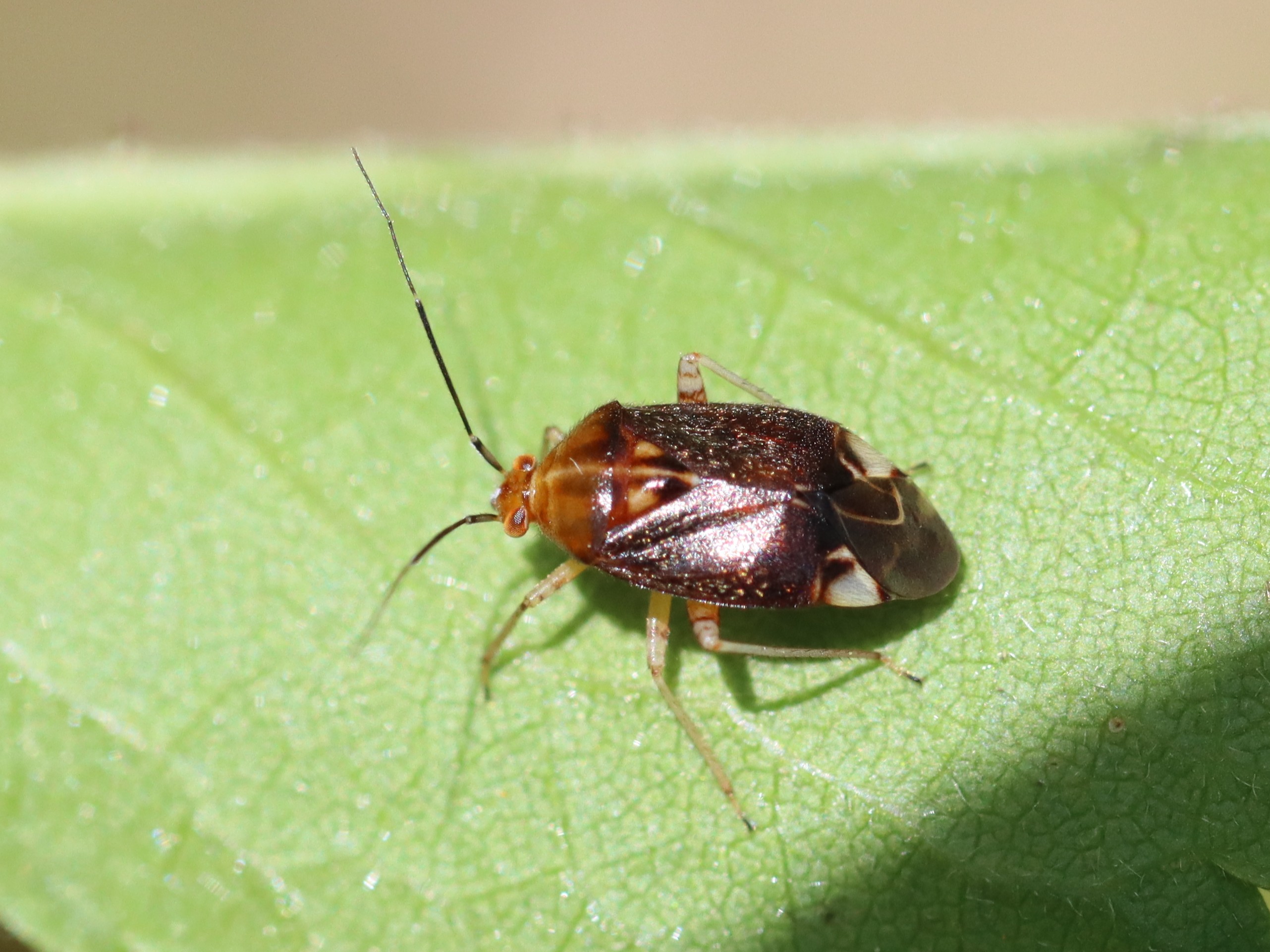 カメメ ZX_%28Let%27s_Go_Kamen_Riders%