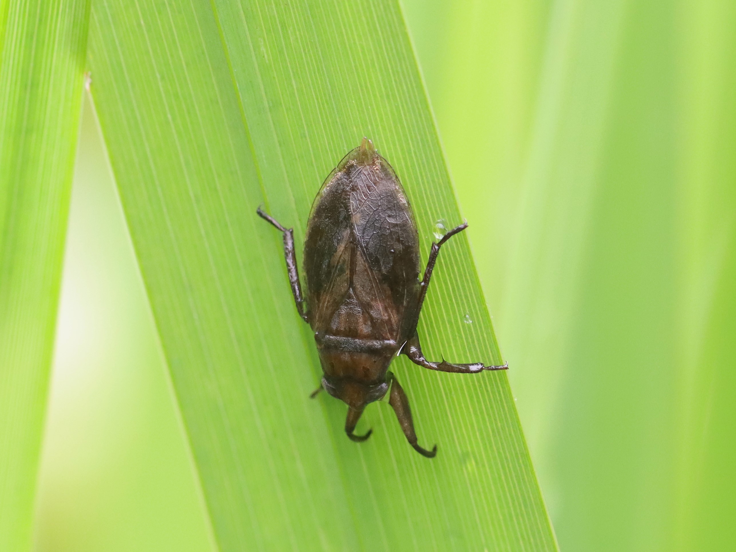 Microcosmo（京都府立大学生物研究会会報）昆虫・動物 5～16巻
