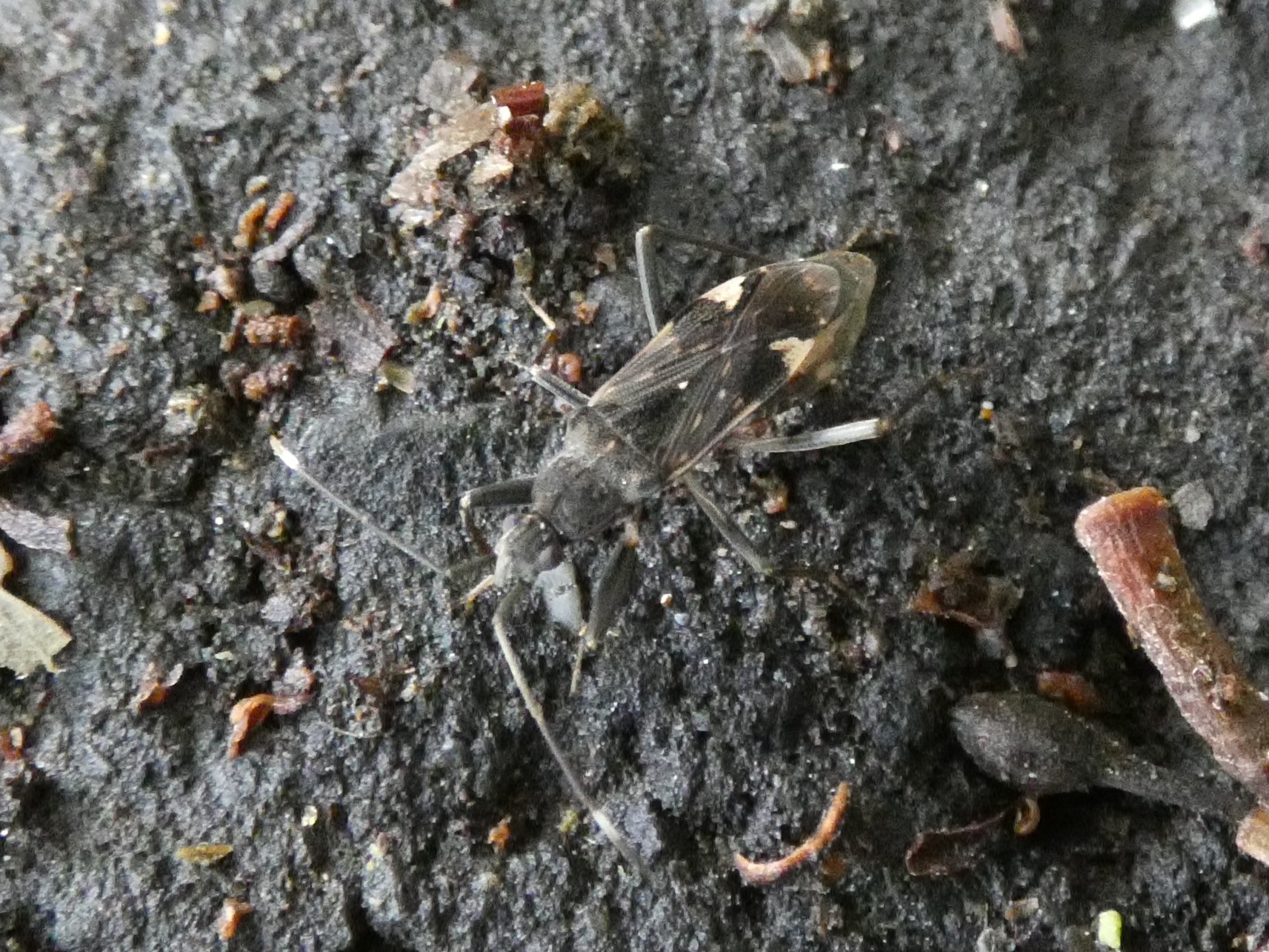 オオモンシロナガカメムシ