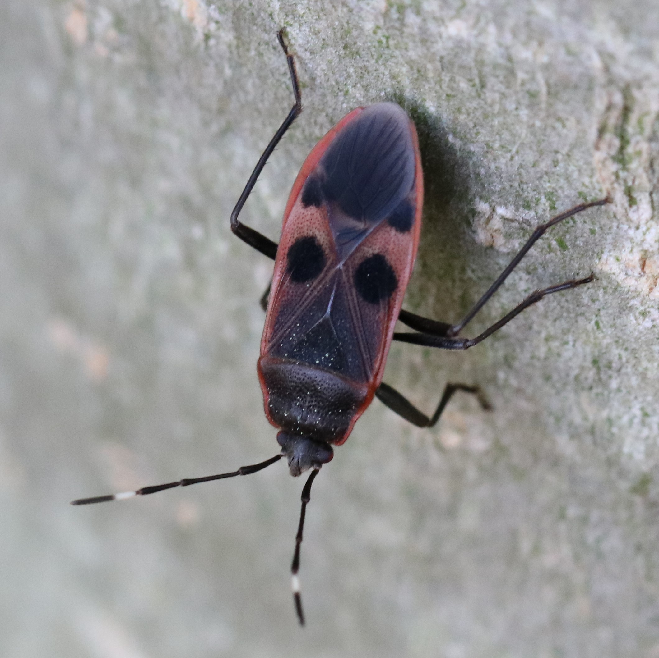 オオホシカメムシ科