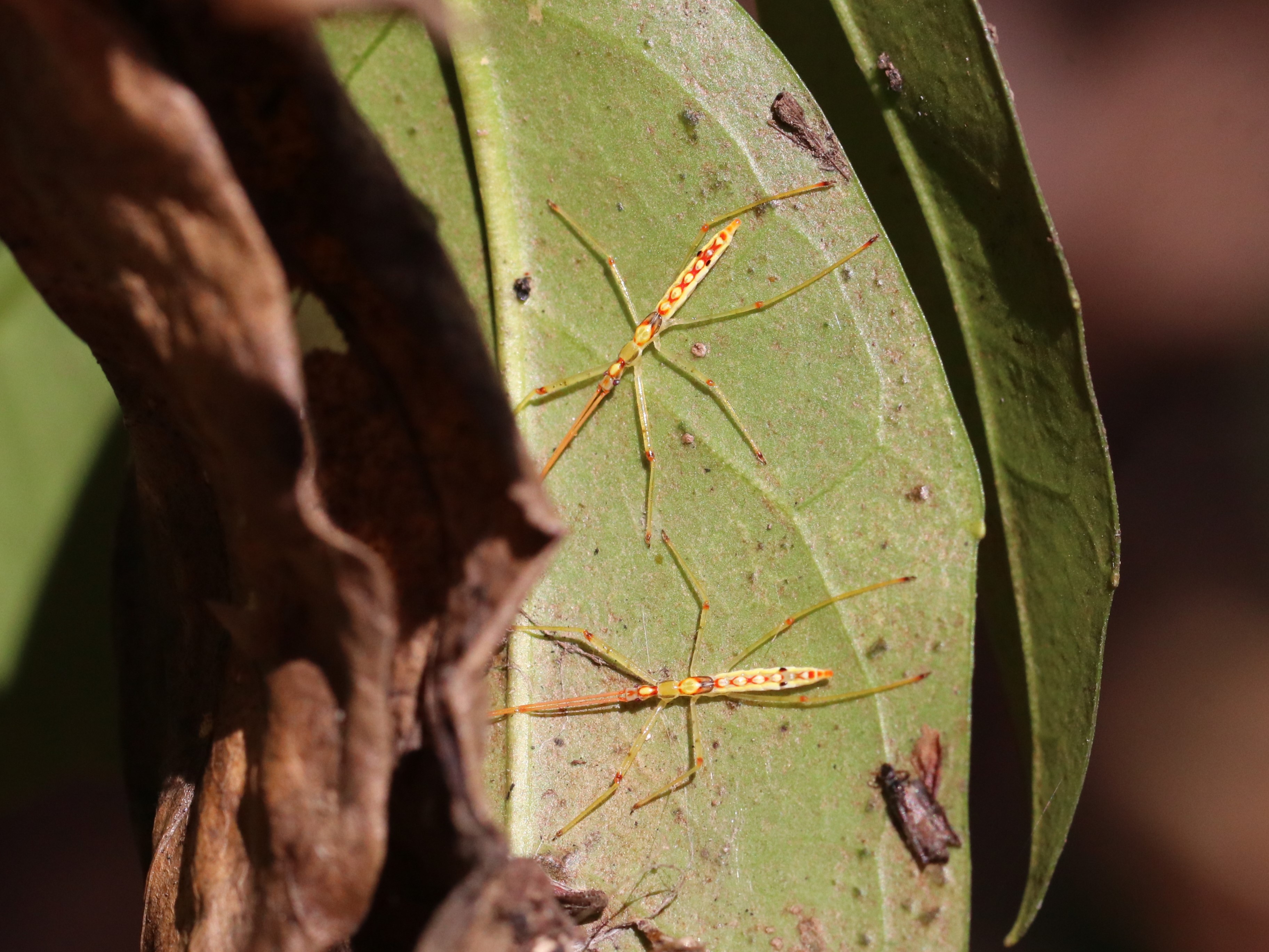 ヒゲナガサシガメ