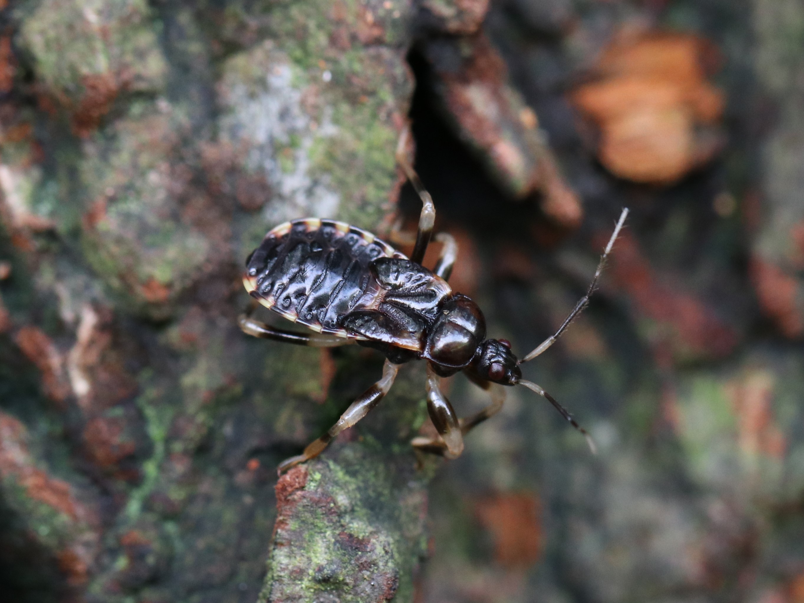 ビロウドサシガメ