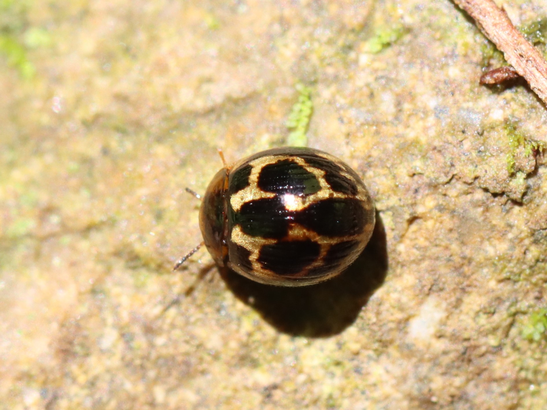 ニセクロホシテントウゴミムシダマシ