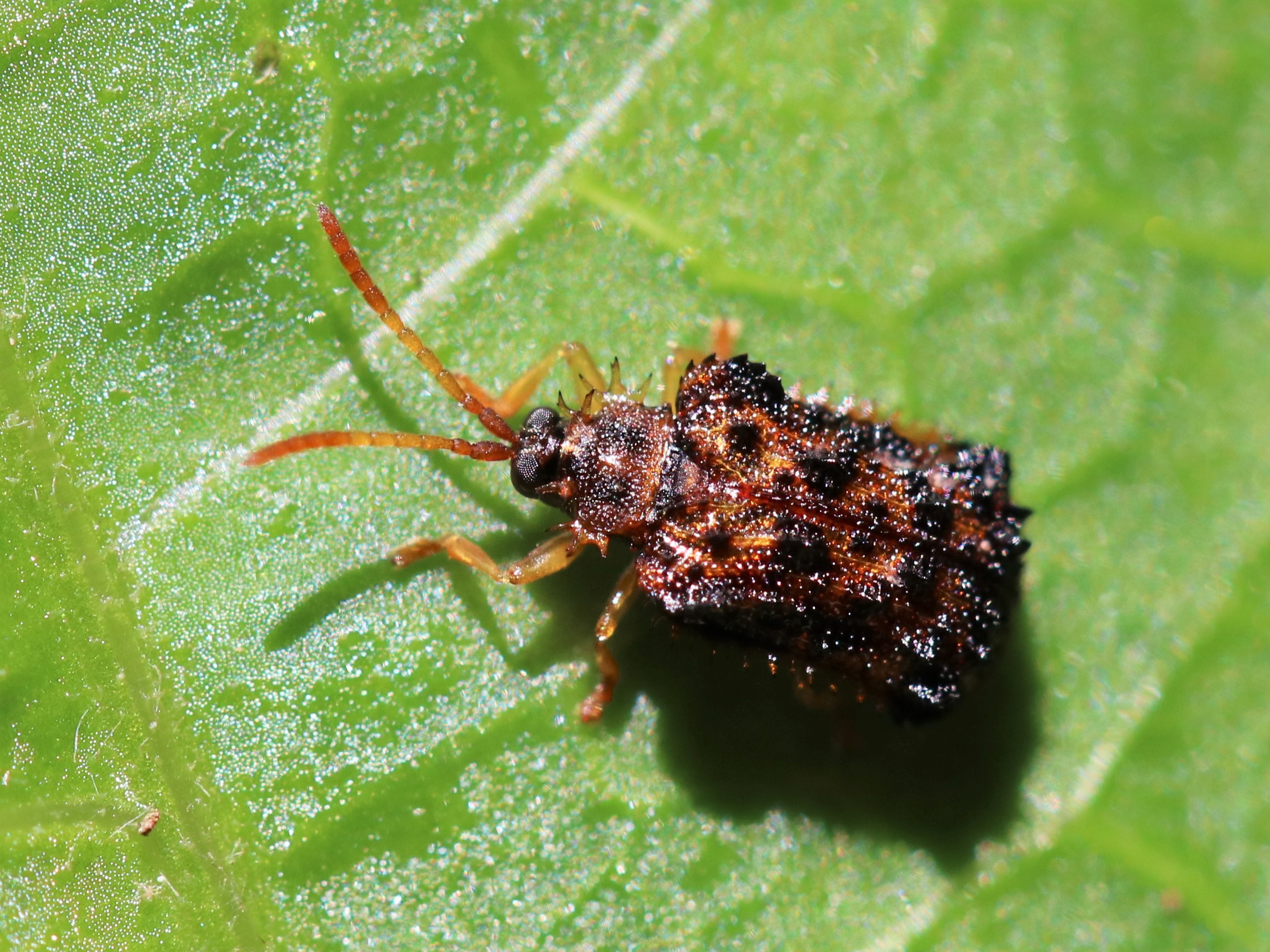 キベリトゲハムシ