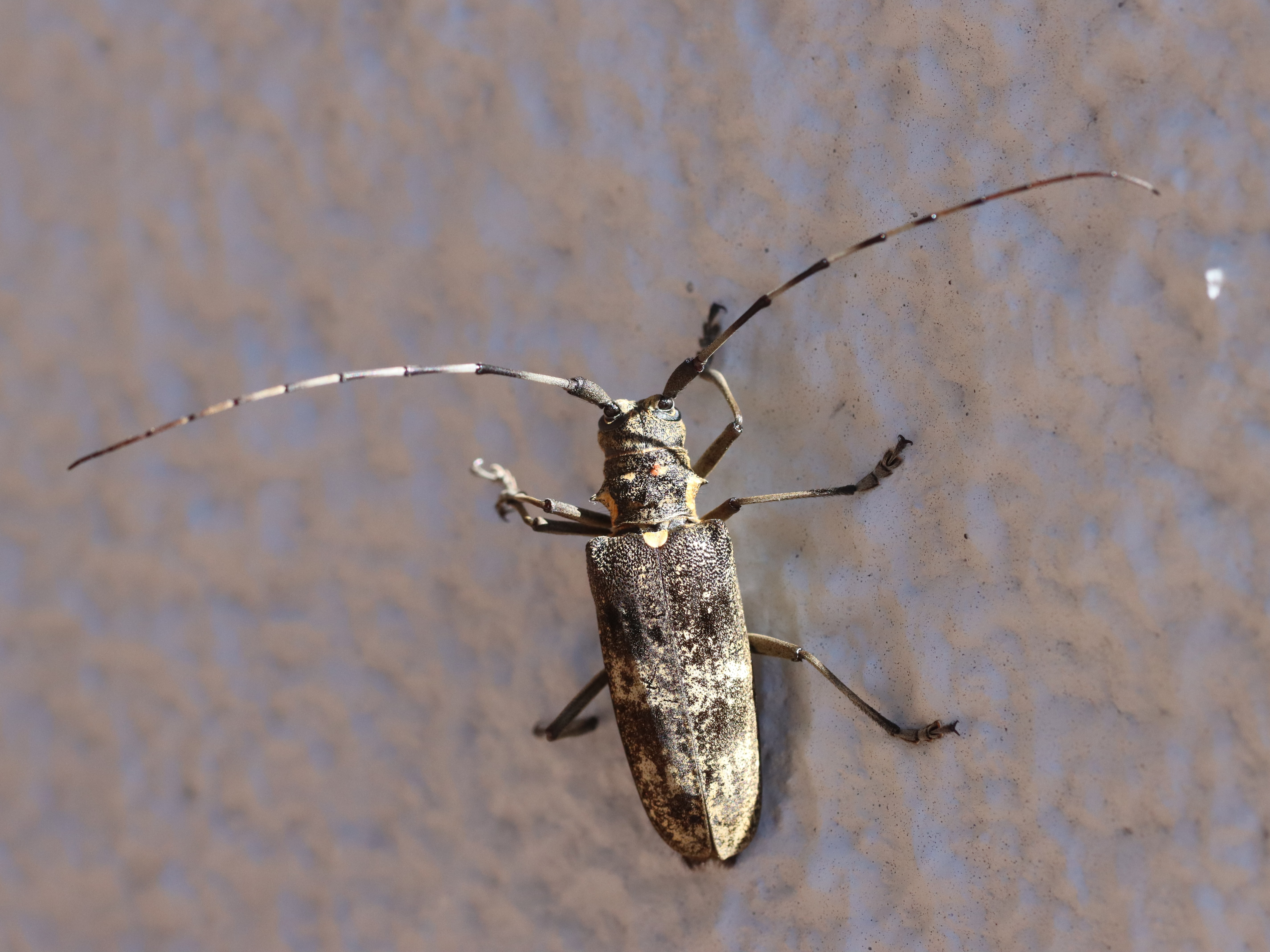 【昆虫標本 完全雌雄型 ヒゲナガゴマフカミキリ】 昆虫食 樹脂標本 Anoplophora chinensis（ゴマダラカミキリ） | 昆虫食