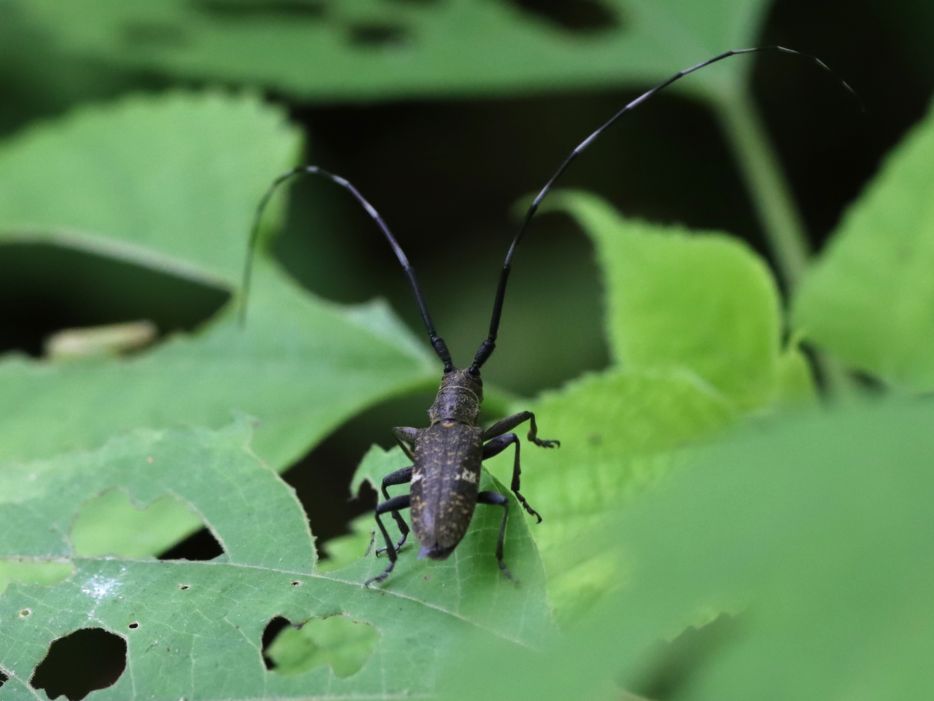 ヒメヒゲナガカミキリ