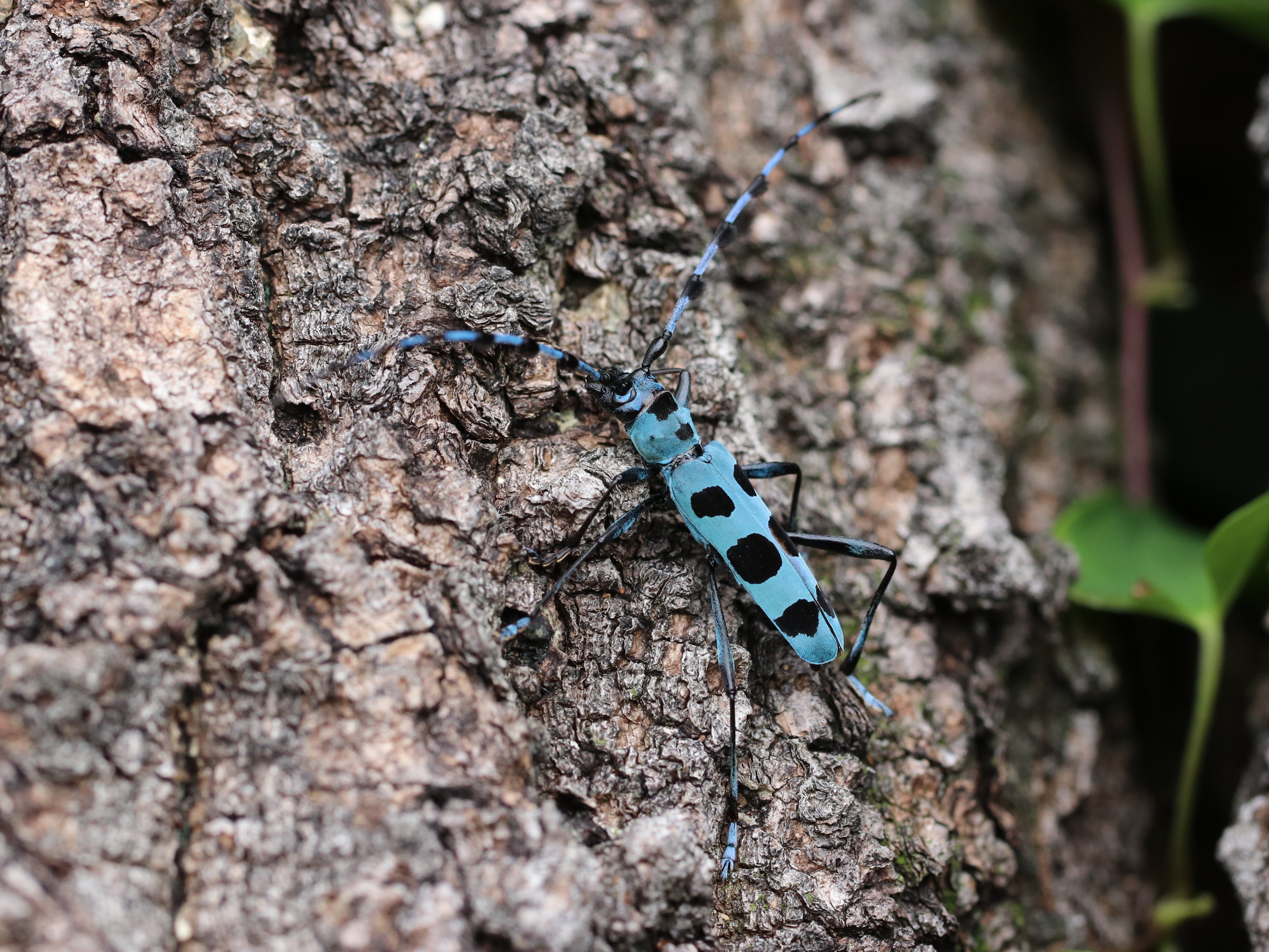 明末清初 昆虫文(キリギリス)青貝 螺鈿 香合 楽天市場】昆虫の標本 シャムオオキバノコギリカミキリ