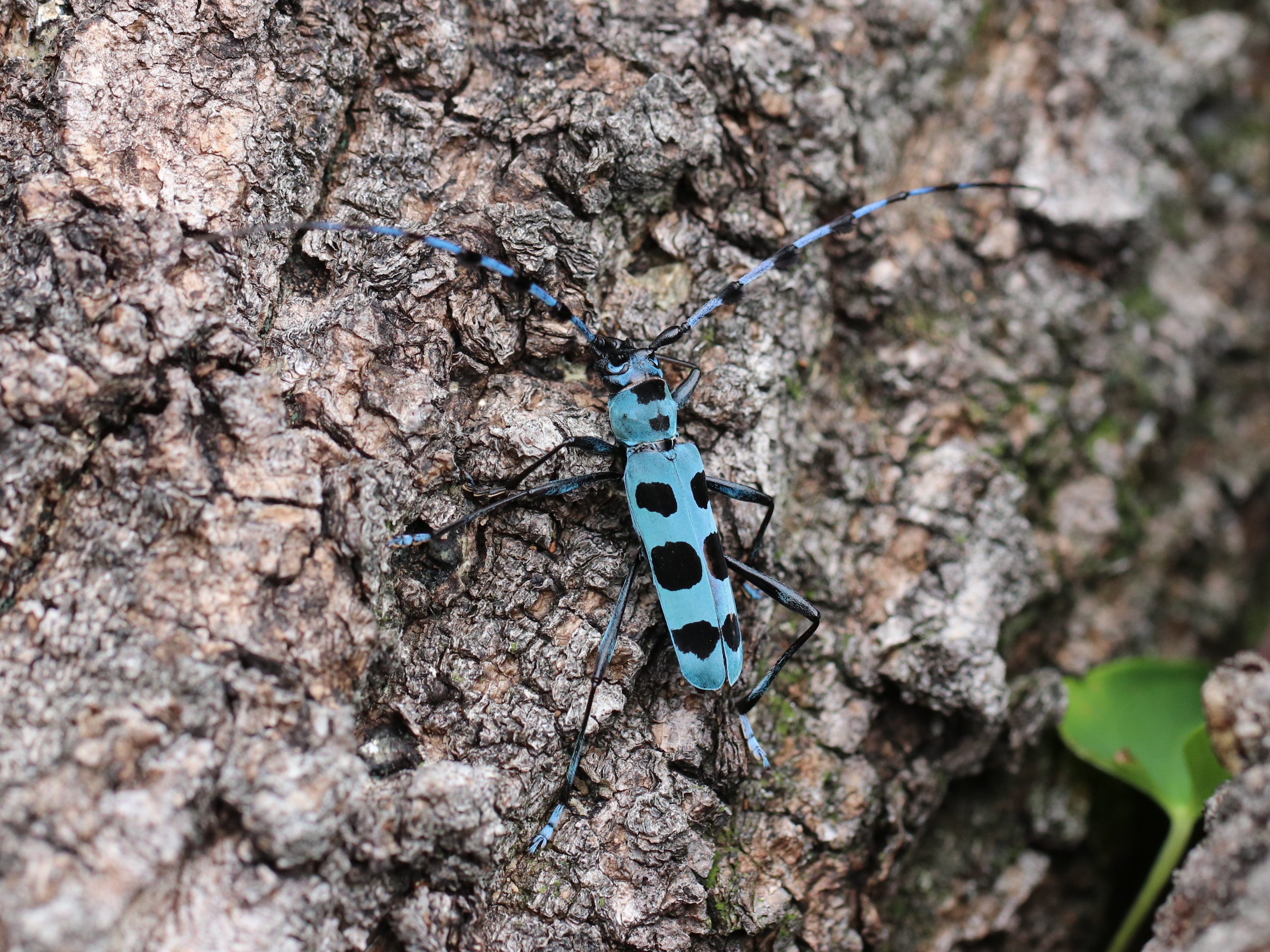 ルリボシカミキリ