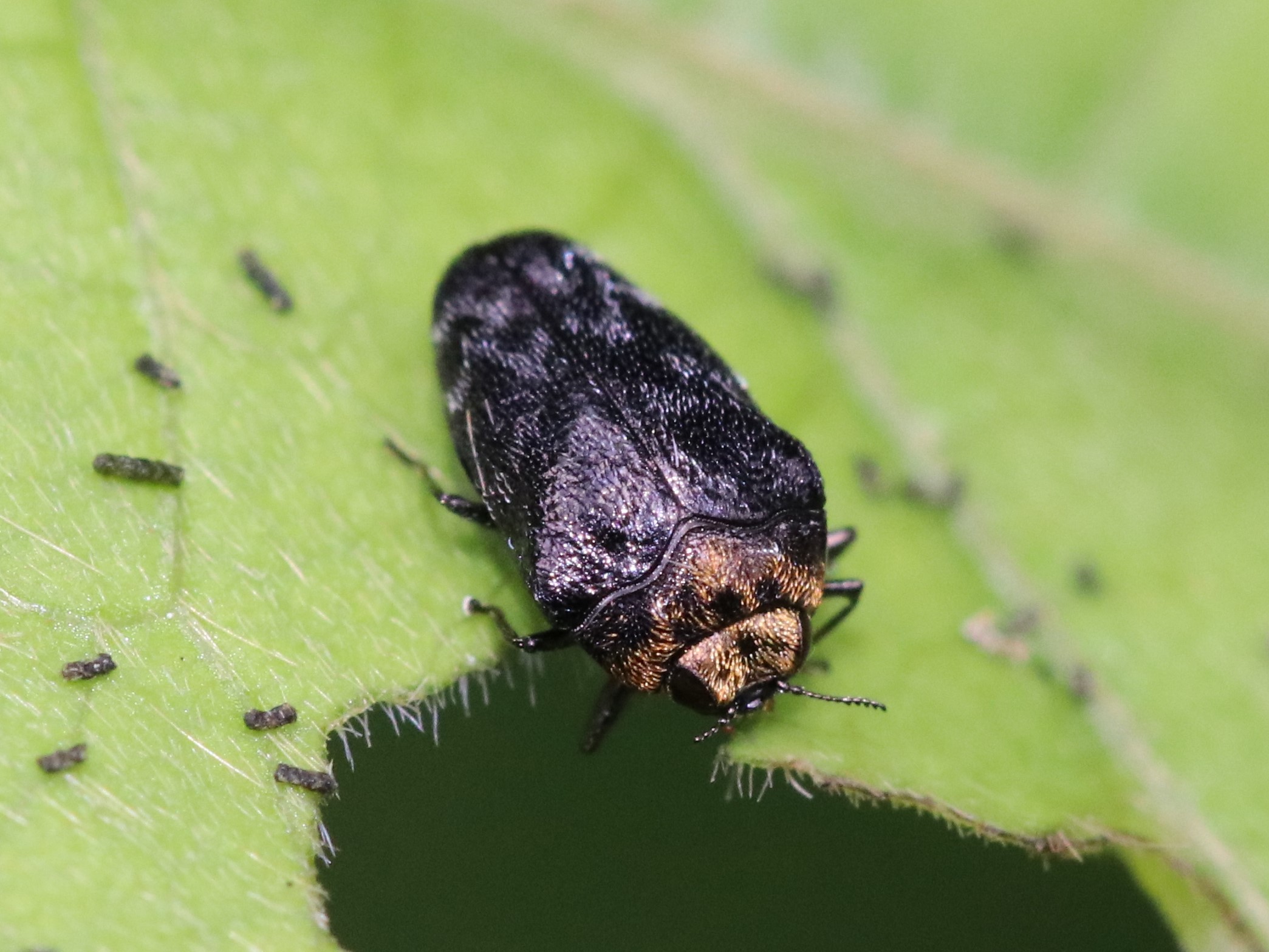 はらぺこタマ虫　 はらぺこタマ虫 はらぺこ、タマムシ: 新開孝の昆虫手帖