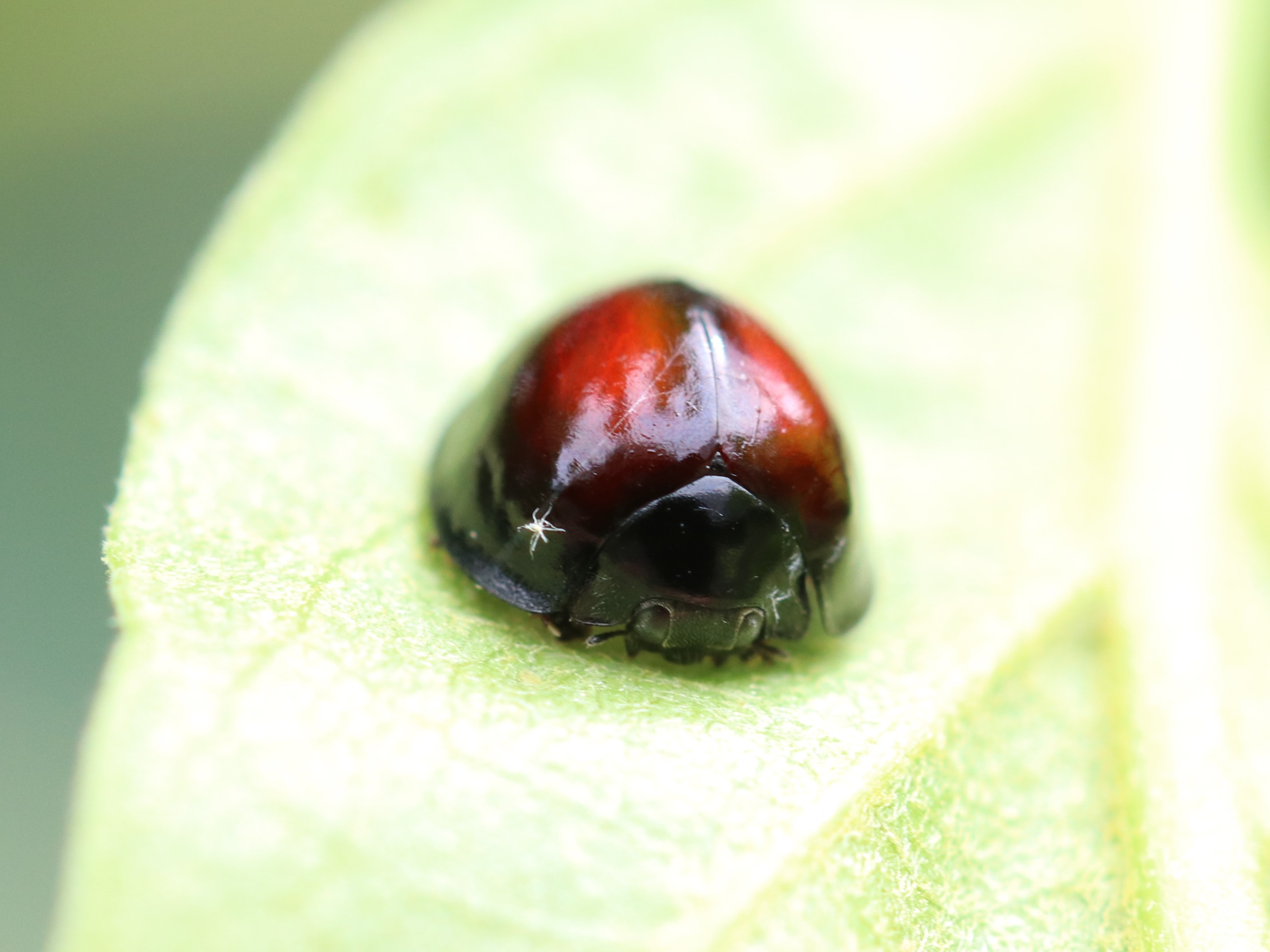 うちの子スタイル テントウムシ カメノコテントウ - 昆虫 - 動物 - Y!きっず図鑑