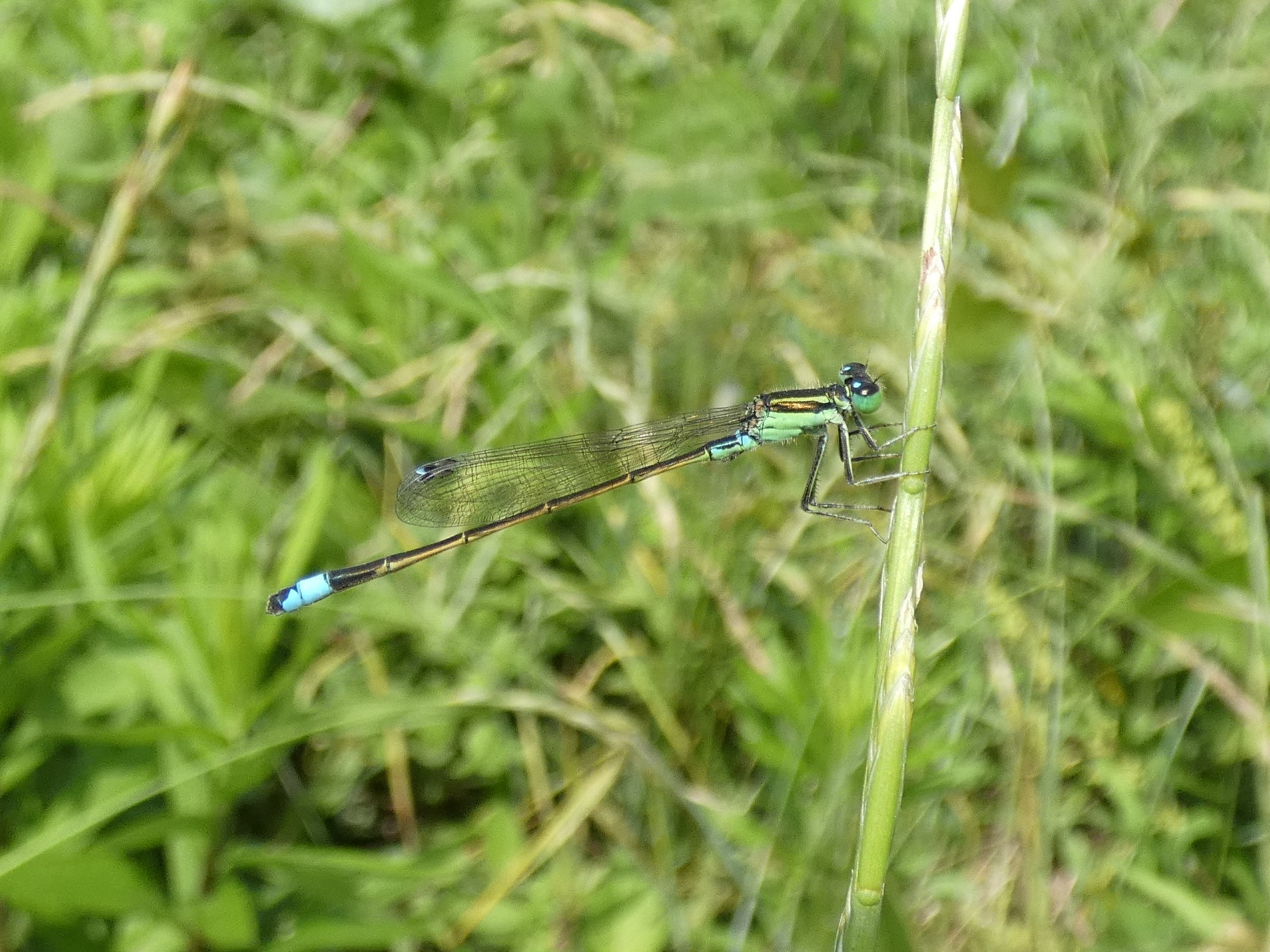 アオモンイトトンボ