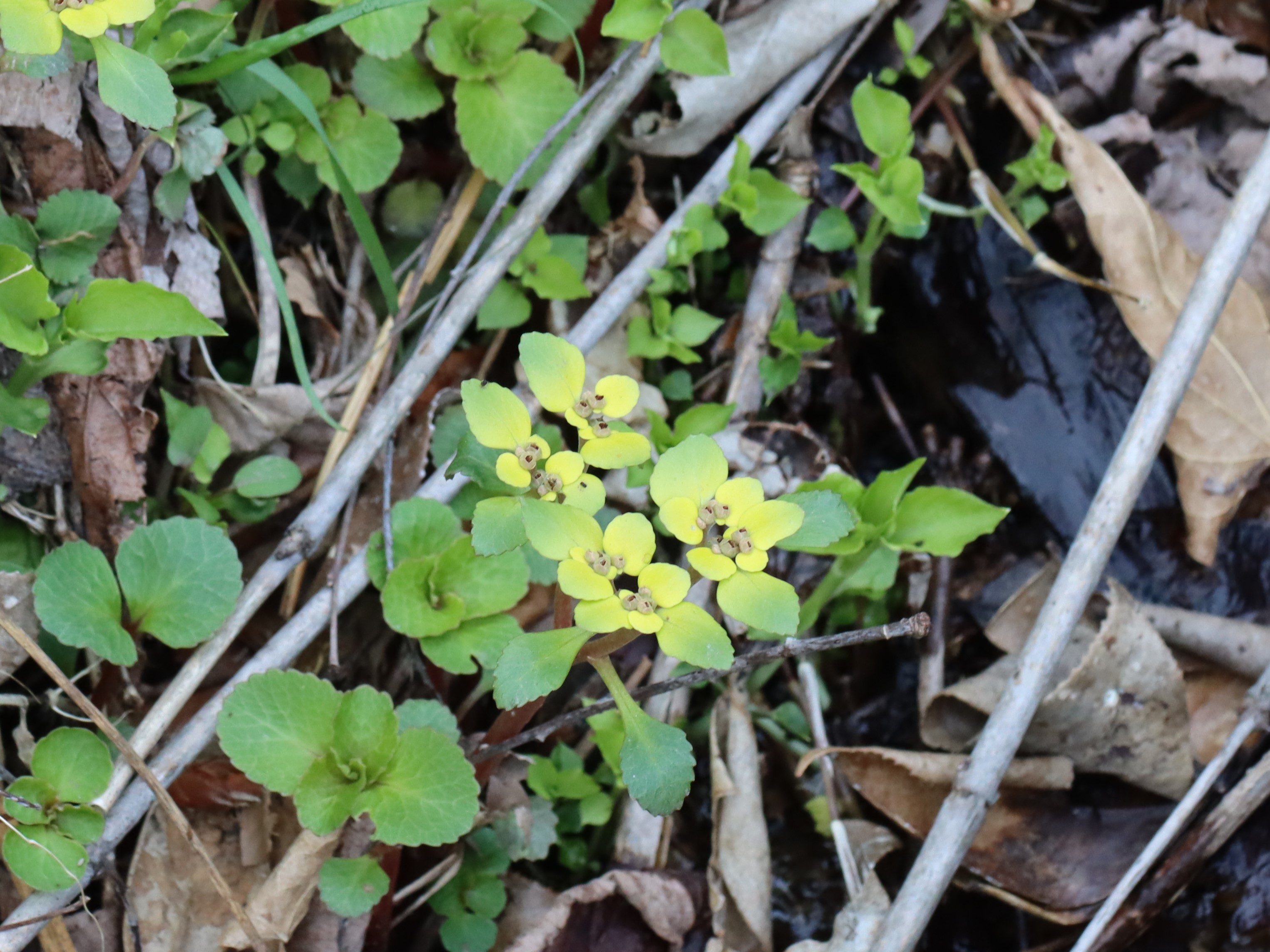 ホクリクネコノメ