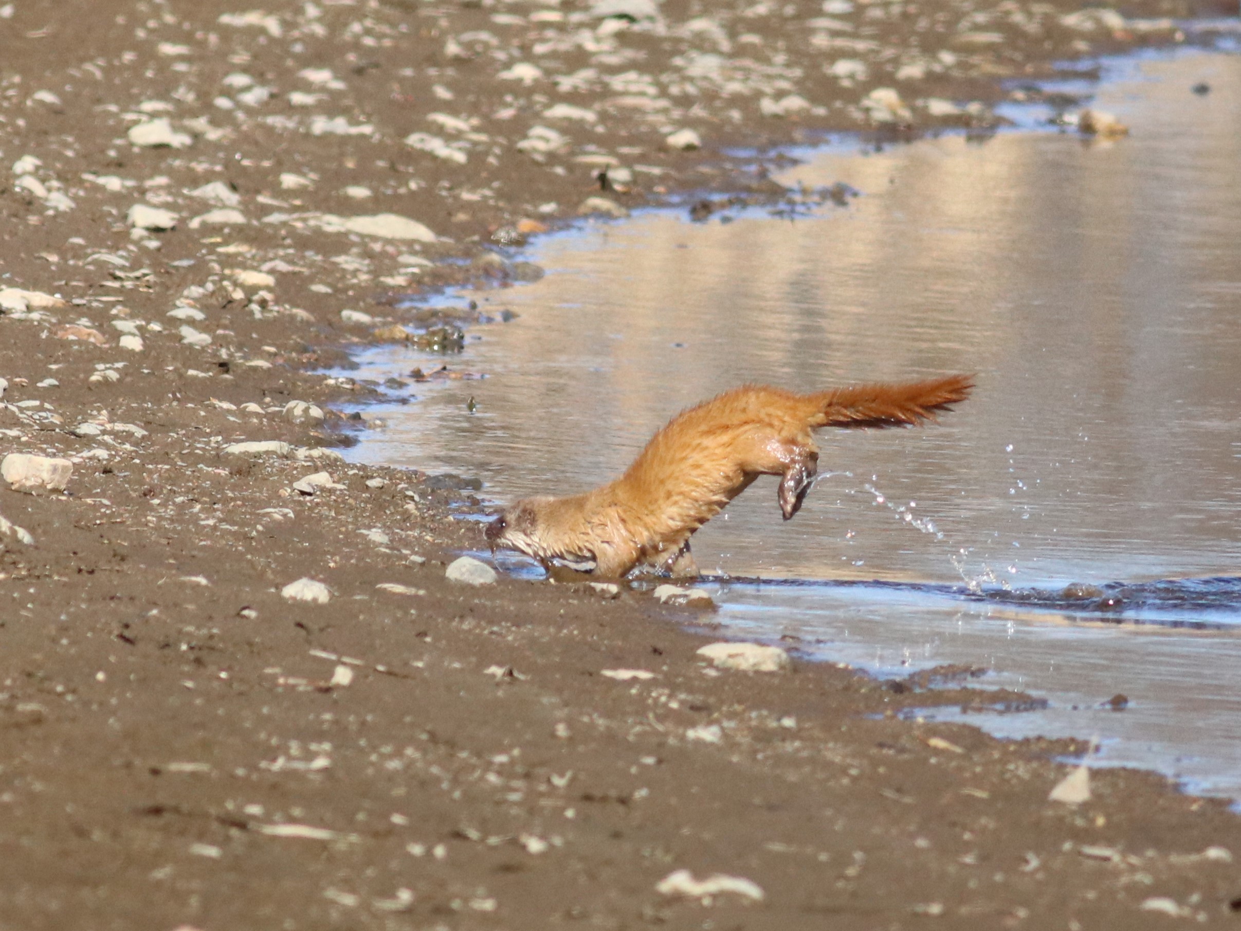 ニホンイタチ (ホンドイタチ)