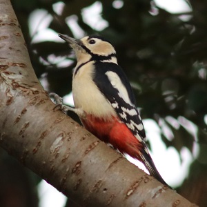 キツツキの探鳥記