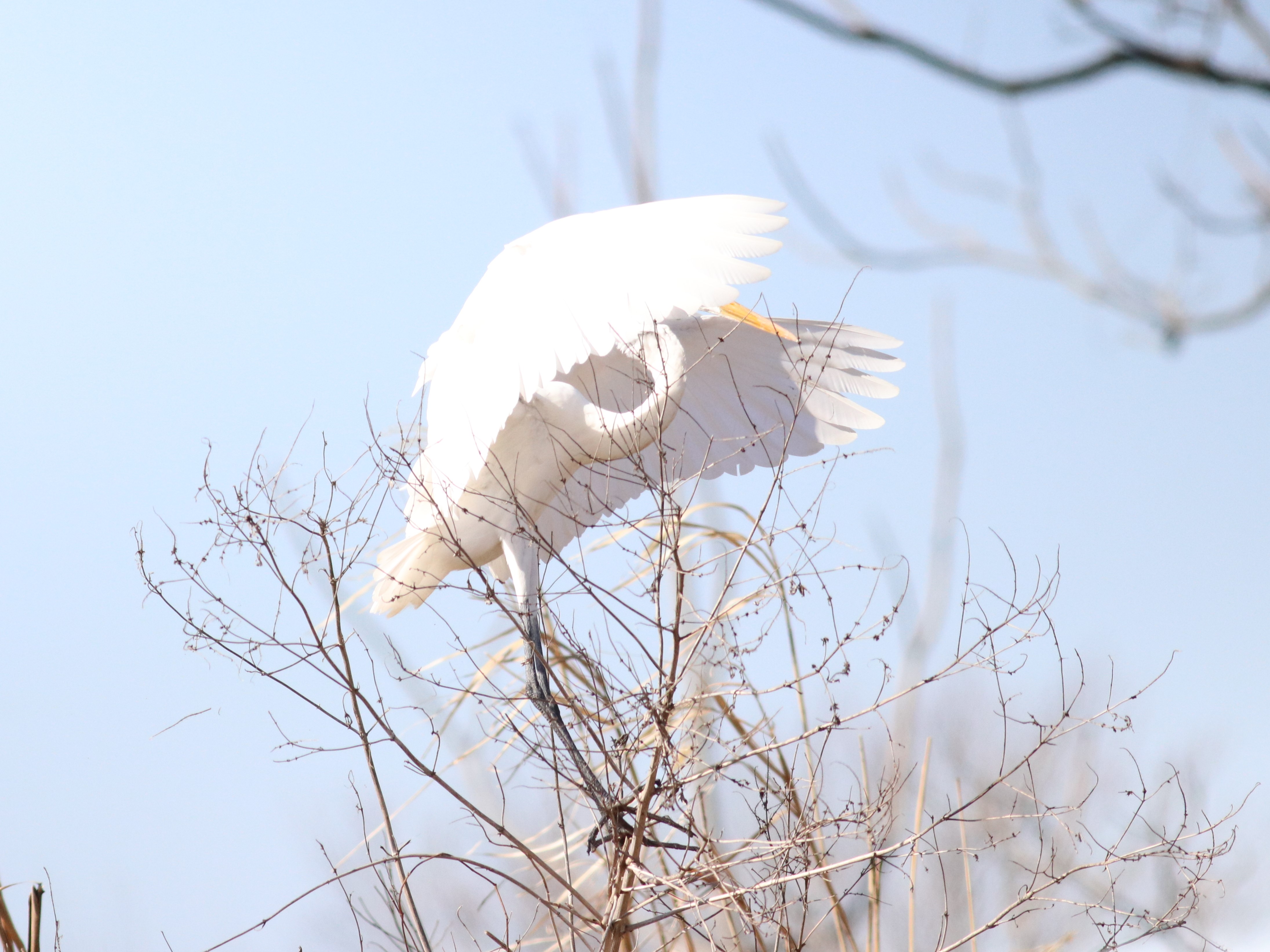 ダイサギ Ardea alba ACMB-03460 【山階鳥類研究所 標本