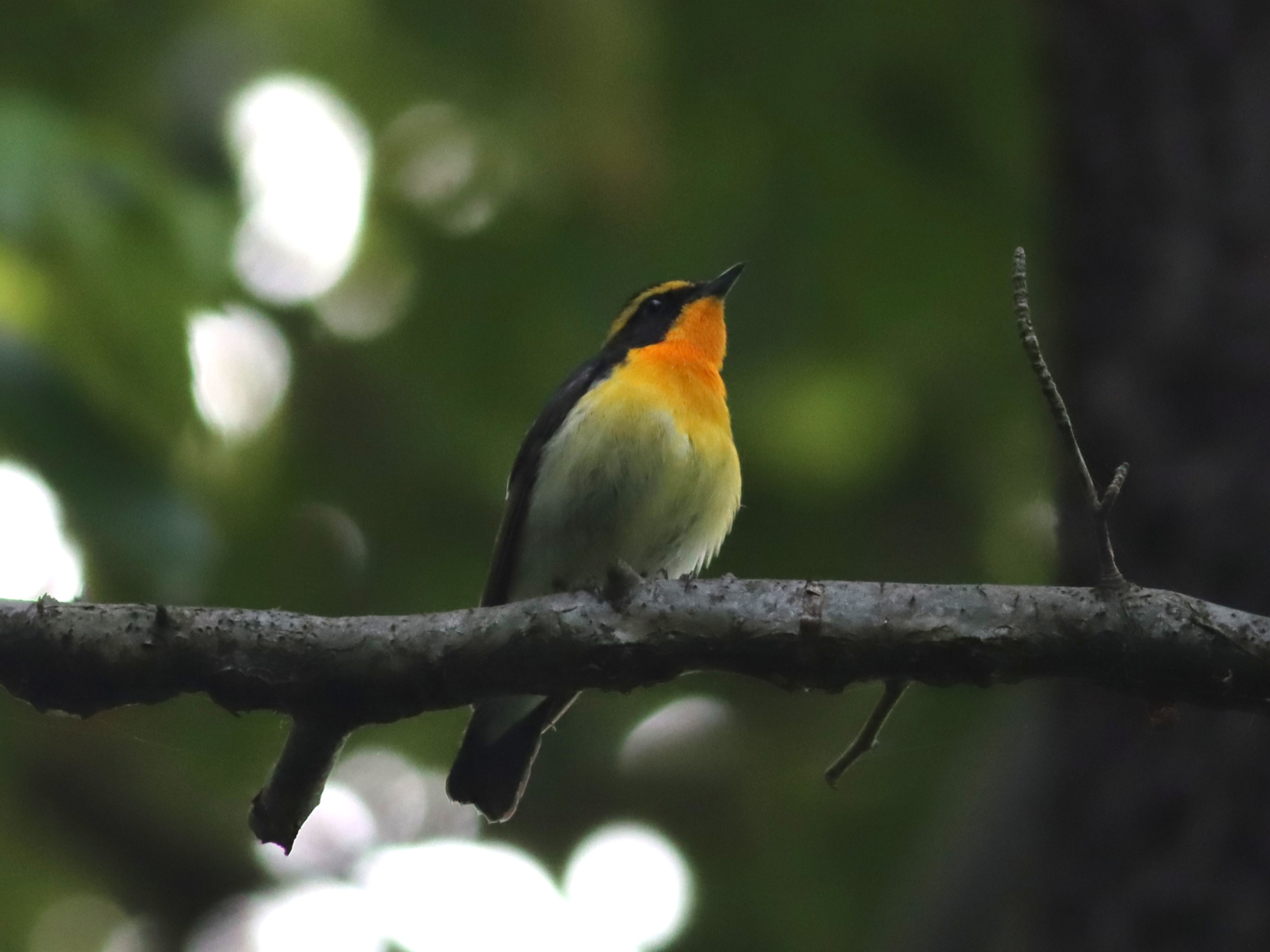 訪問着　フルセット　キセキレイ　キビタキ　野鳥　上村米重　難あり　練習用　I2 キビタキ