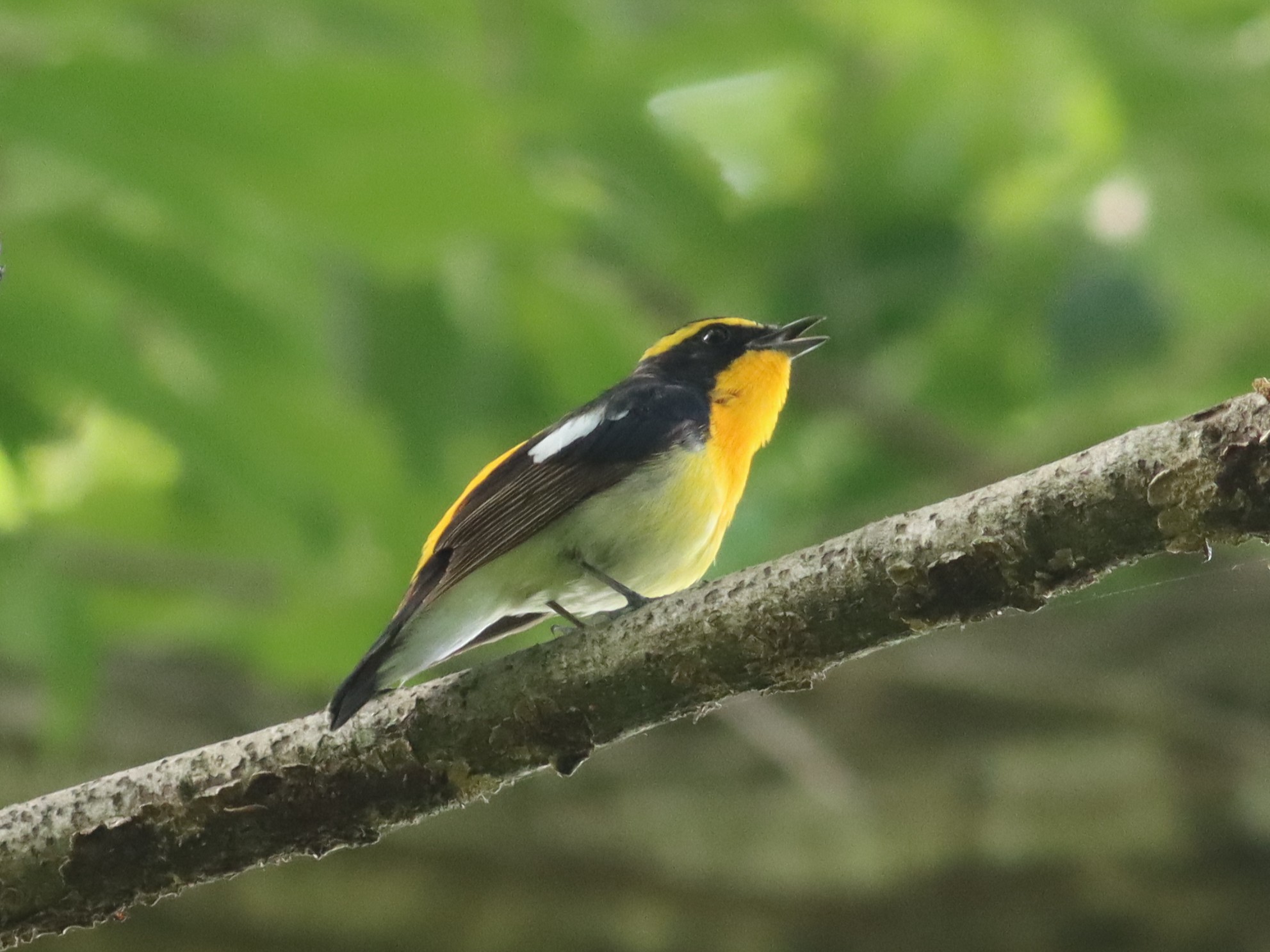 訪問着　フルセット　キセキレイ　キビタキ　野鳥　上村米重　難あり　練習用　I2 167692.jpg