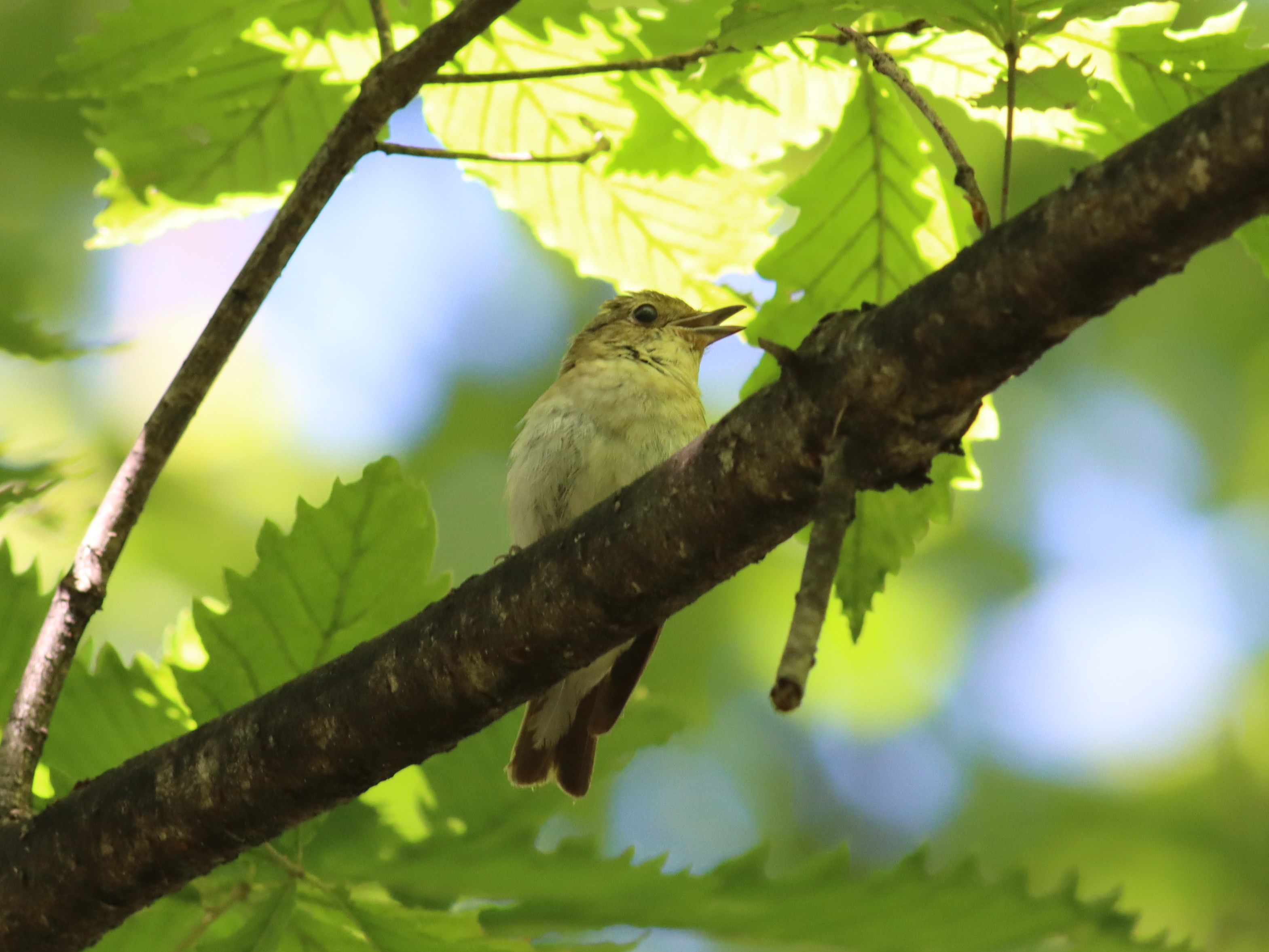訪問着　フルセット　キセキレイ　キビタキ　野鳥　上村米重　難あり　練習用　I2 投稿：涼しい高地の野鳥たち【追記】2025/07/29 : 中川光学研究