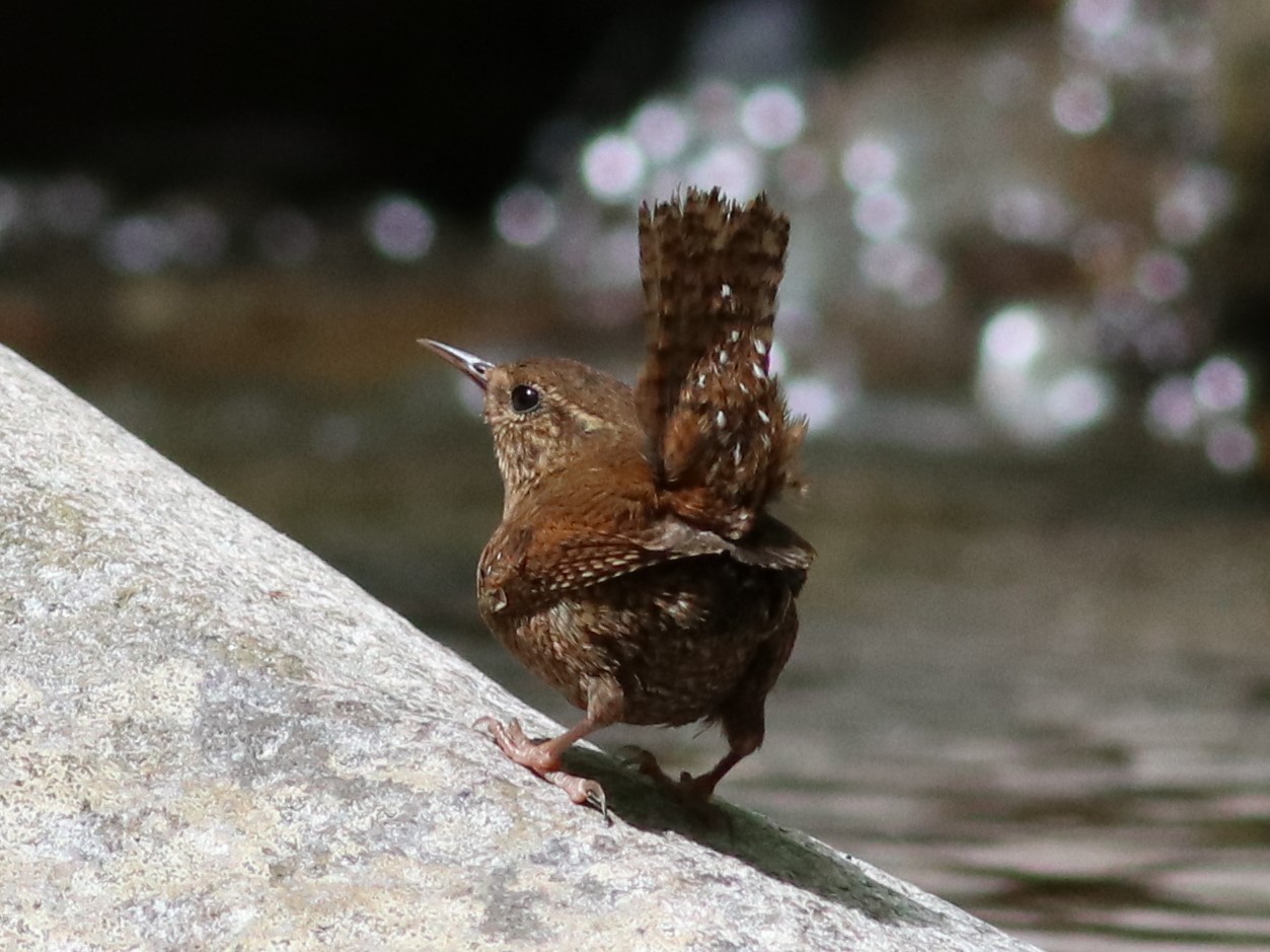 囀るミソサザイ ミソサザイ