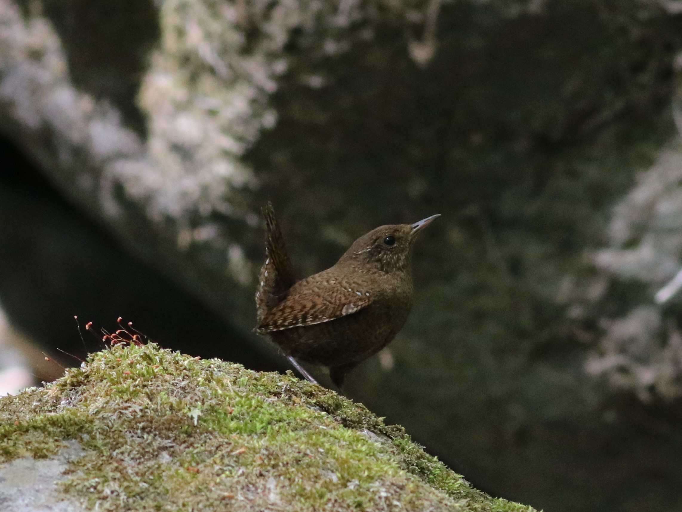 囀るミソサザイ ミソサザイ