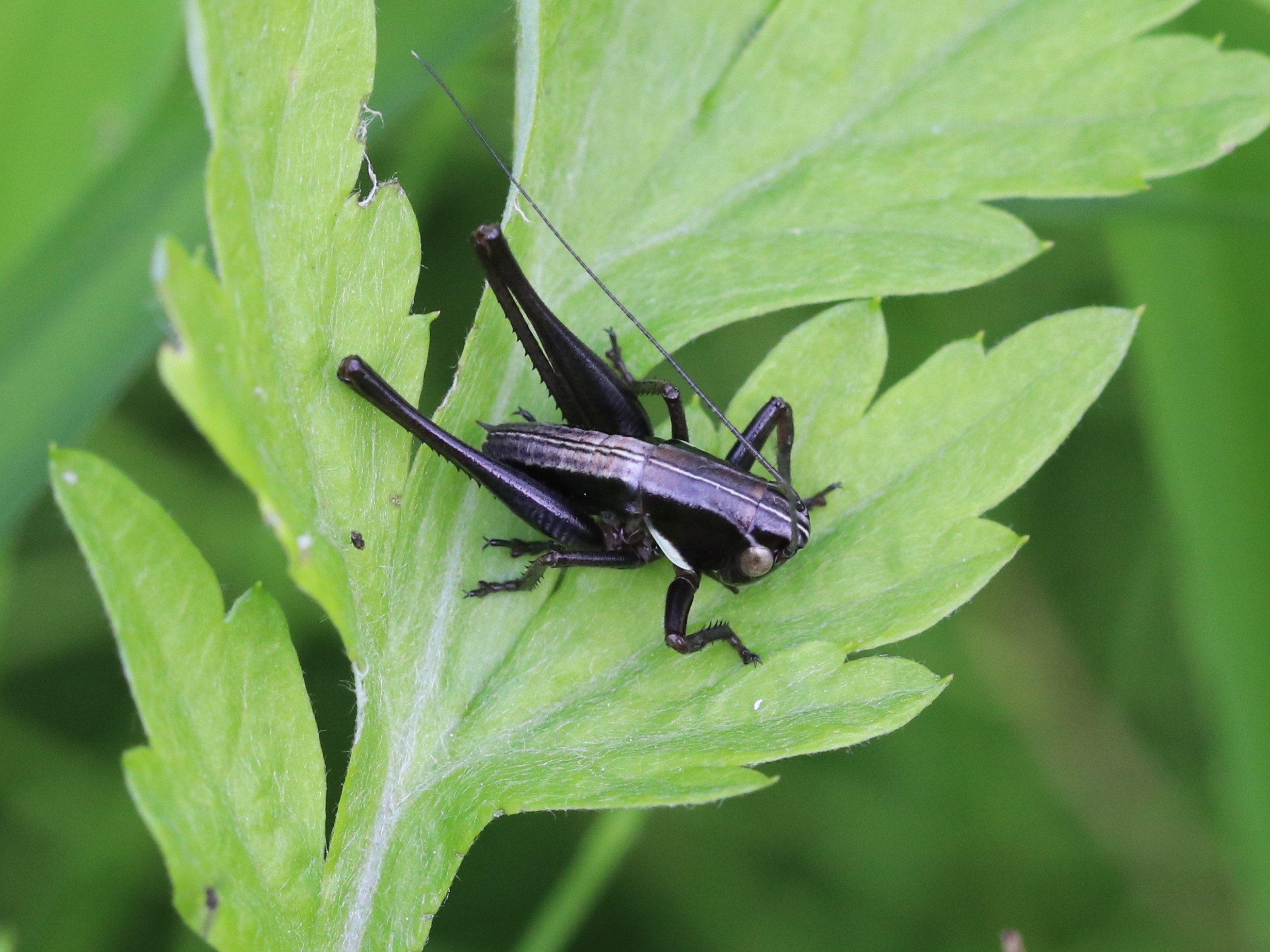 世界最大級のキリギリス マレーオオコノハギス ペア標本