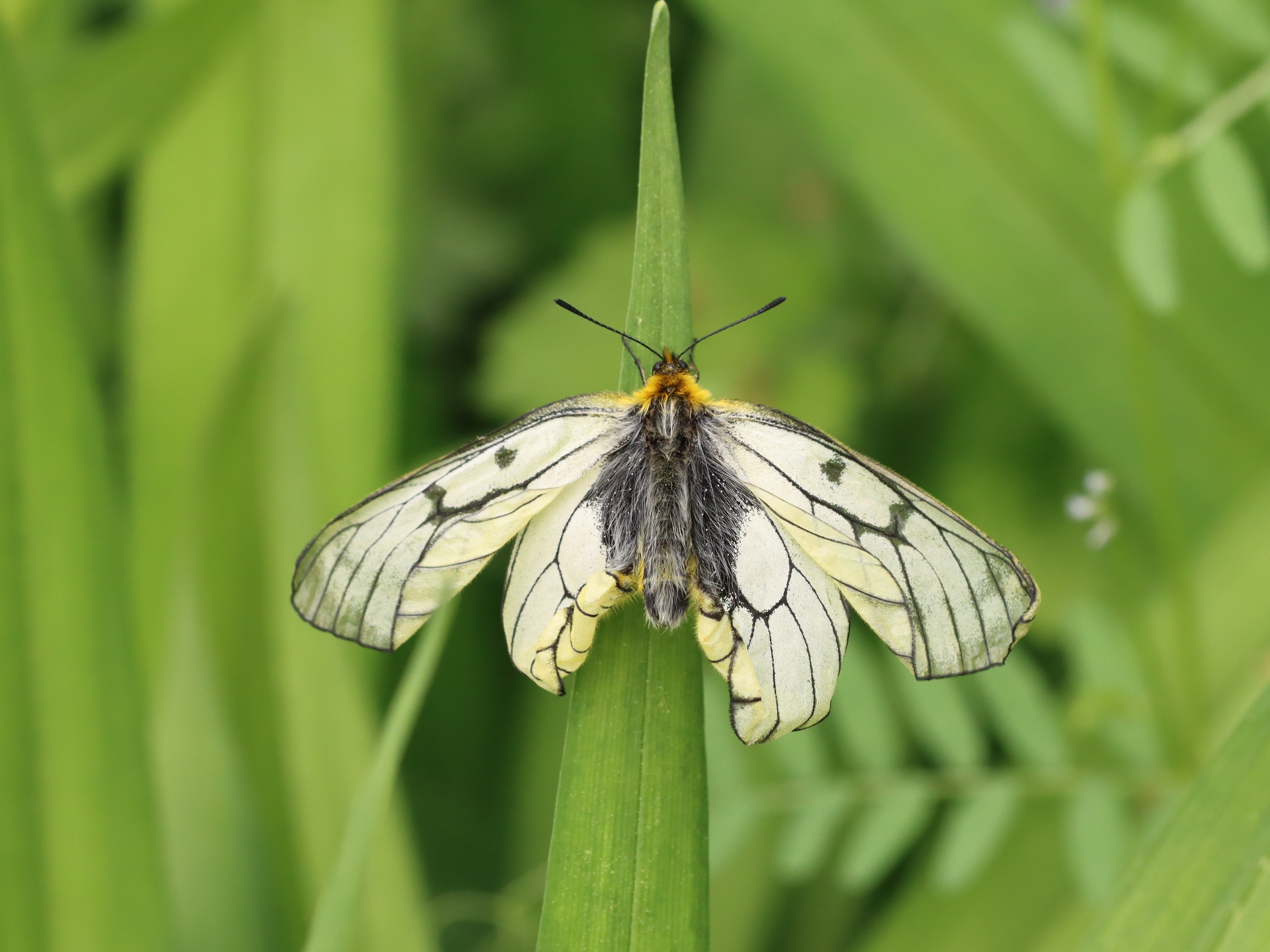 ウスバシロチョウ（ウスバアゲハ）