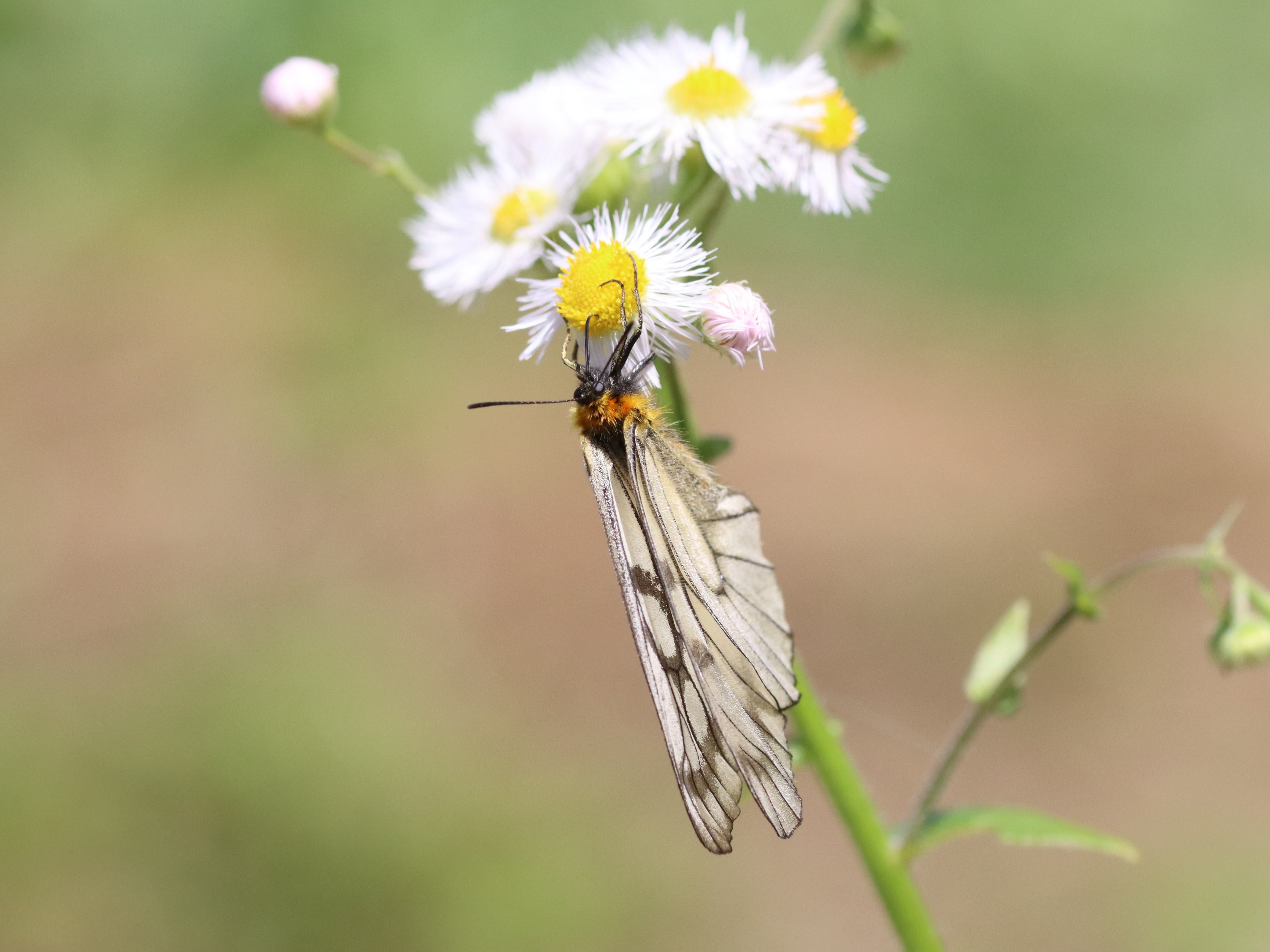 ウスバシロチョウ（ウスバアゲハ）
