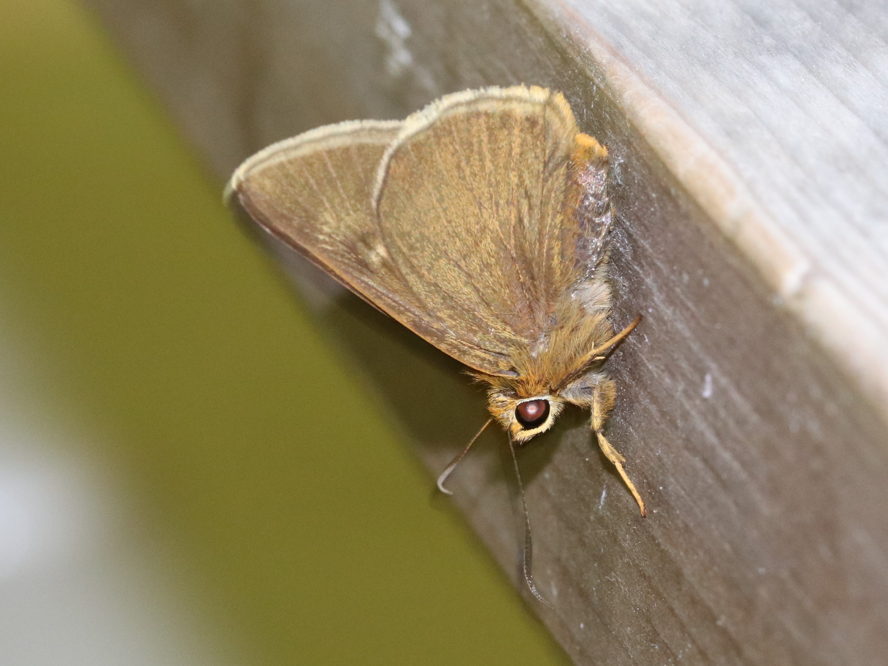 タイワンビロードセセリ♀ (台湾) Hasora taminatus vairacana