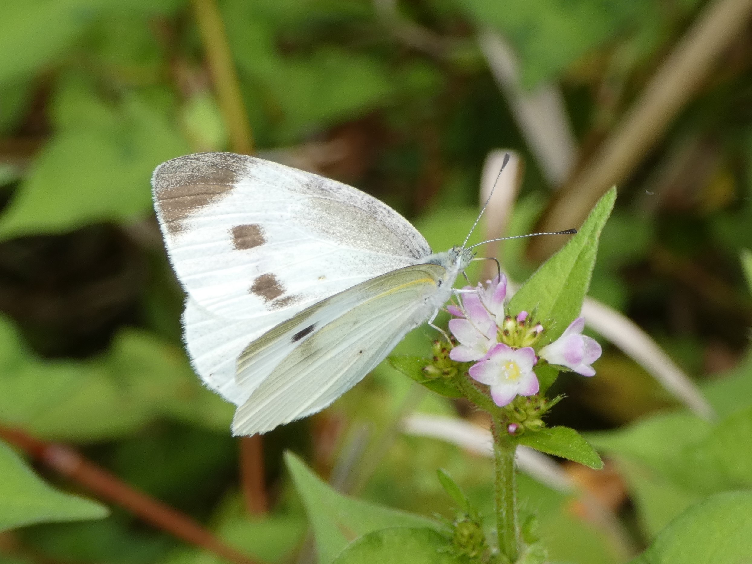 石木文　モンシロチョウとお花　オーバル　未使用 石木文 モンシロチョウとお花 オーバル 未使用