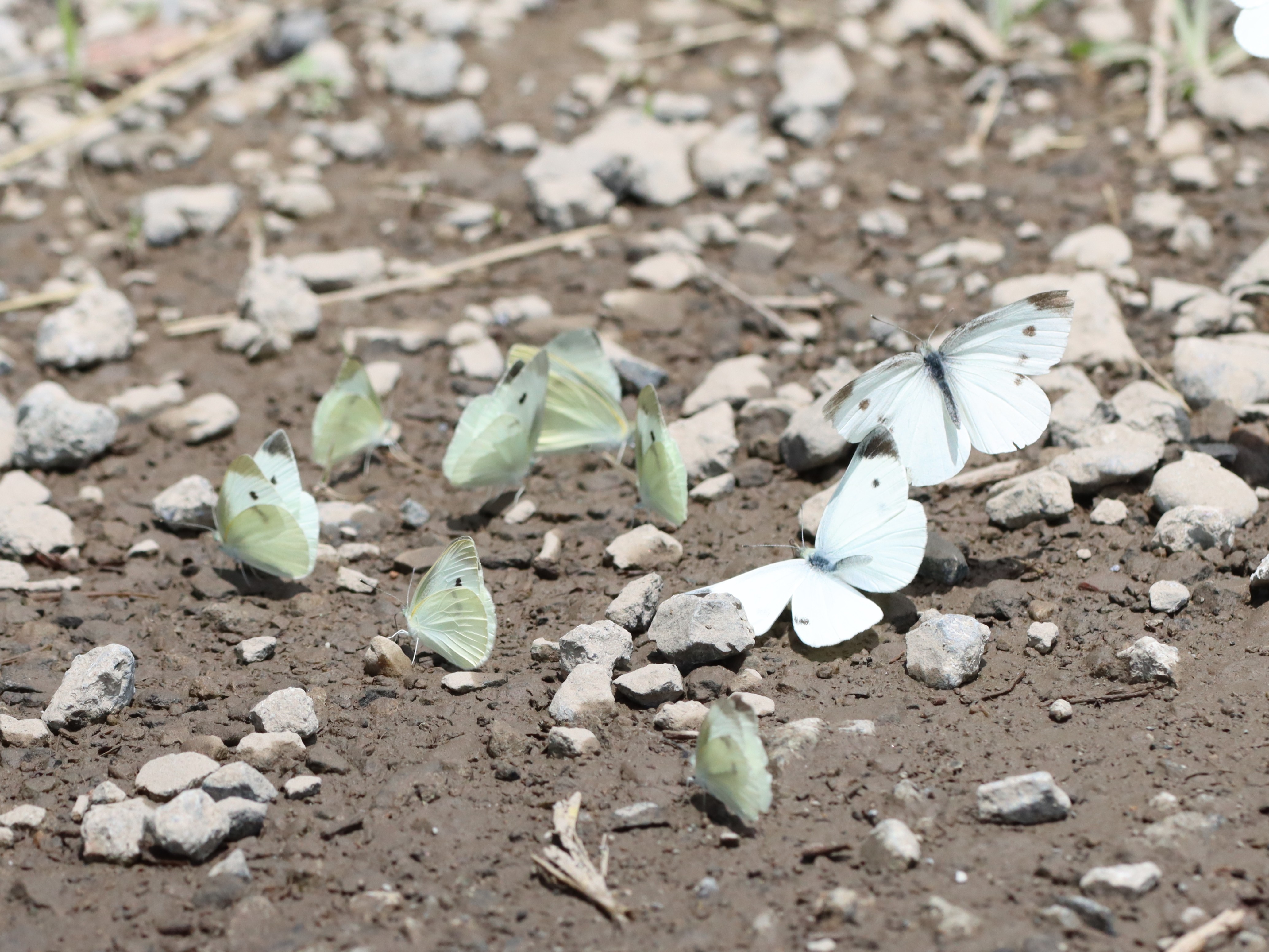 石木文　モンシロチョウとお花　オーバル　未使用 石木文 モンシロチョウとお花 オーバル 未使用
