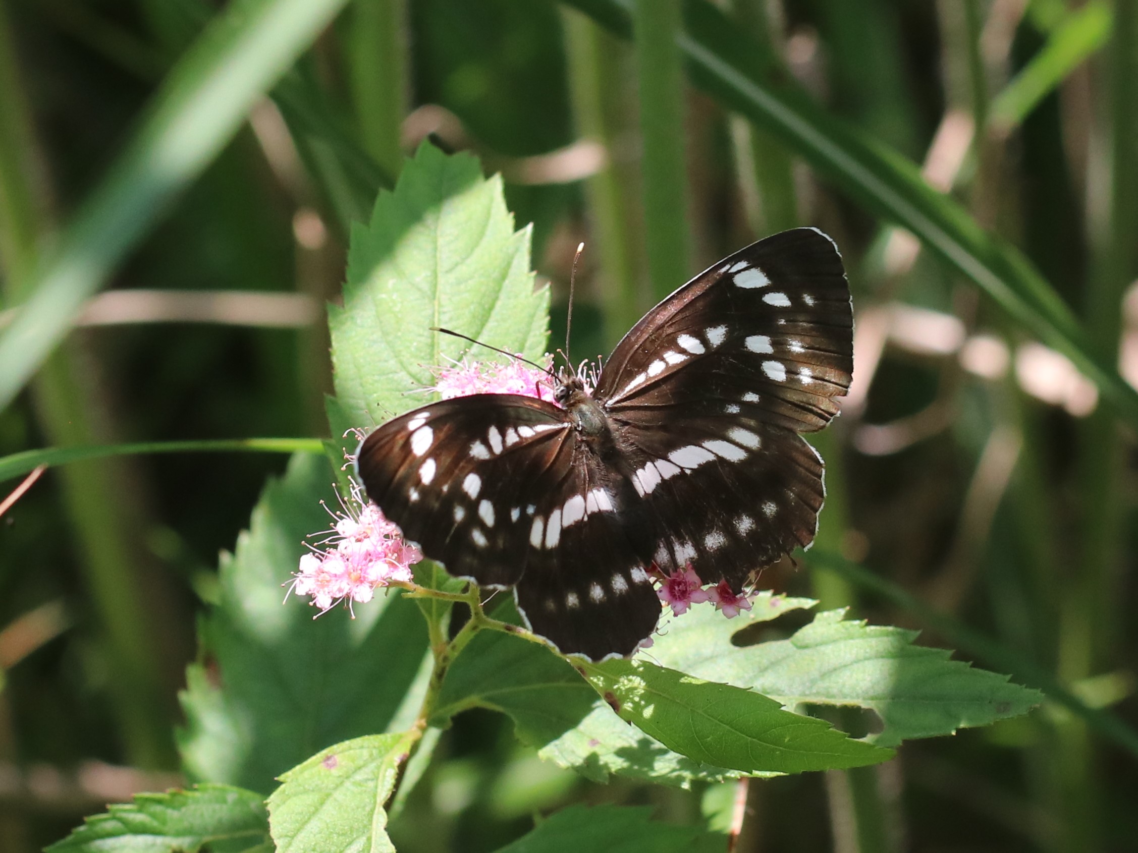 日本と世界のホシミスジ 日本と世界のホシミスジ
