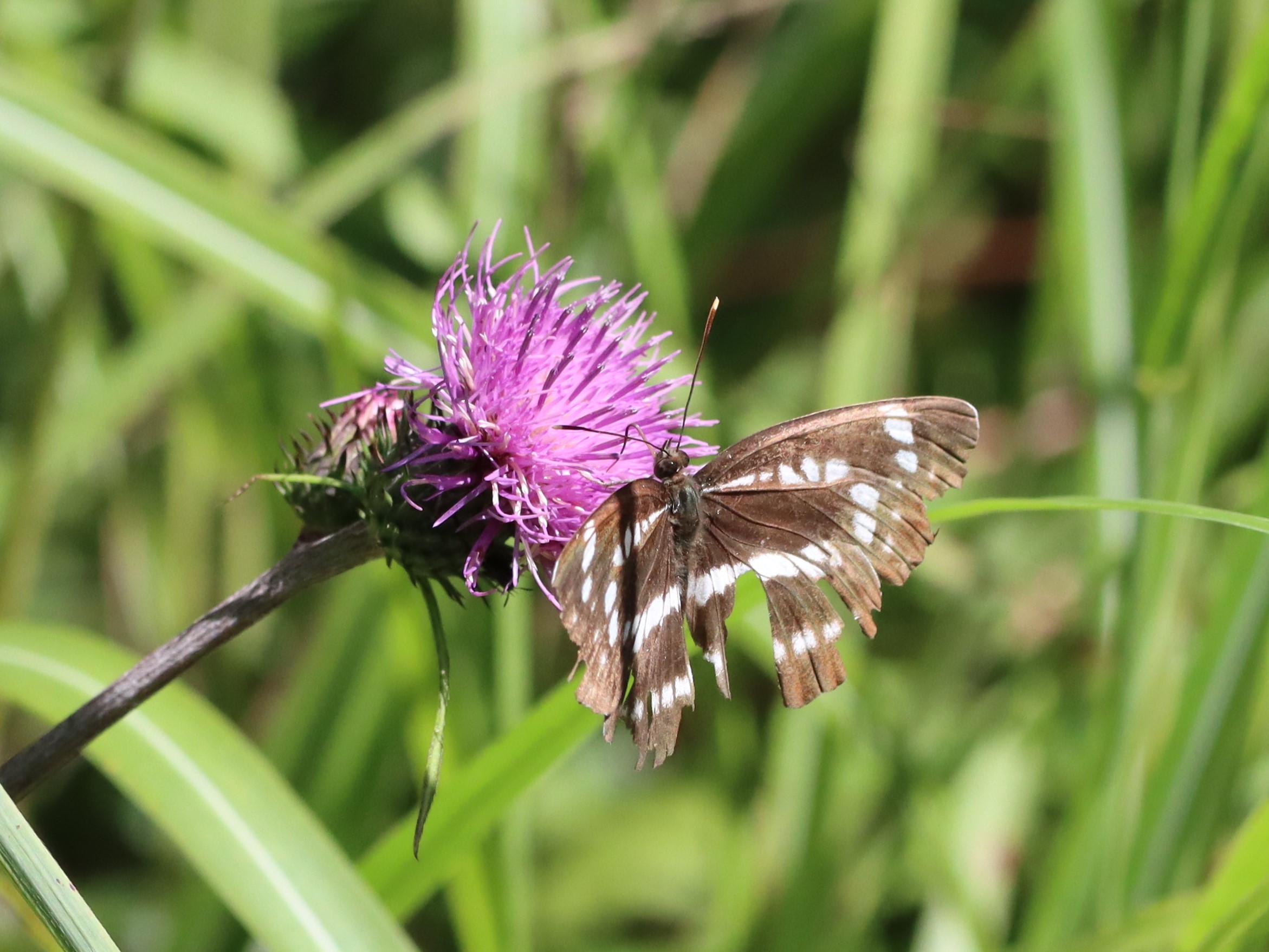 日本と世界のホシミスジ 日本と世界のホシミスジ